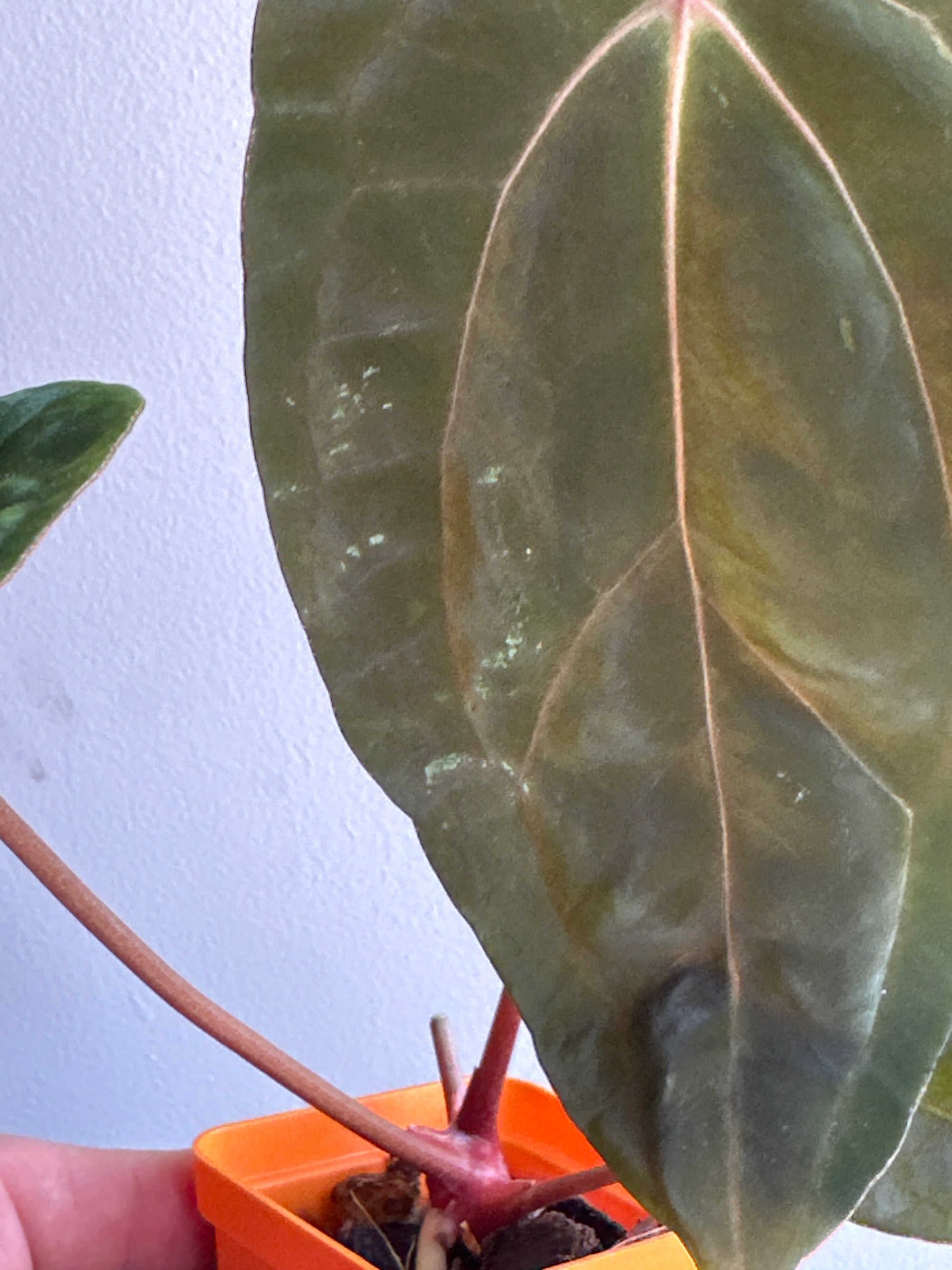 ‘Carlos' x 'Purple Spider' 459w (mechanical damage)