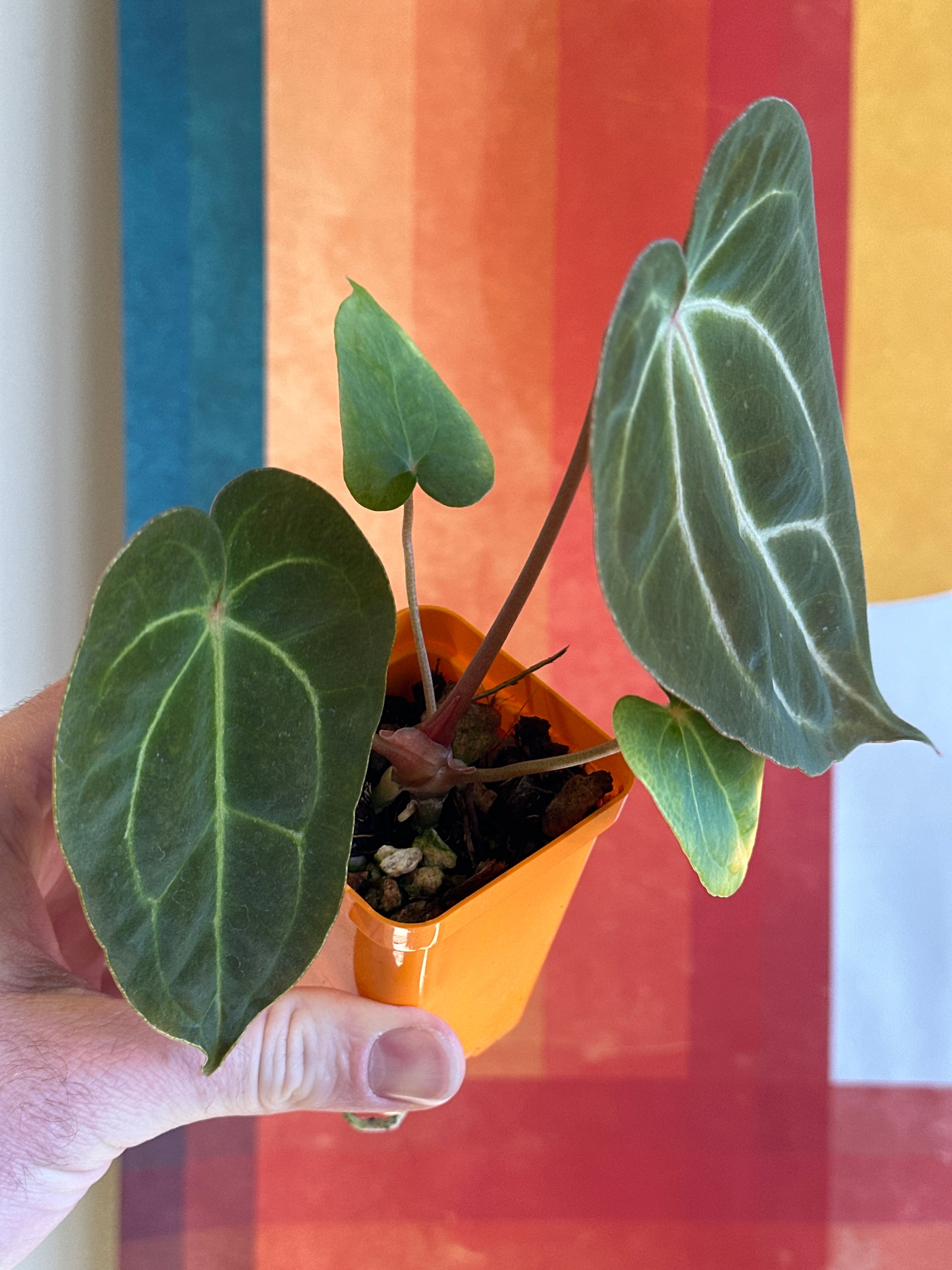 ‘Carlos' x 'Purple Spider' 92