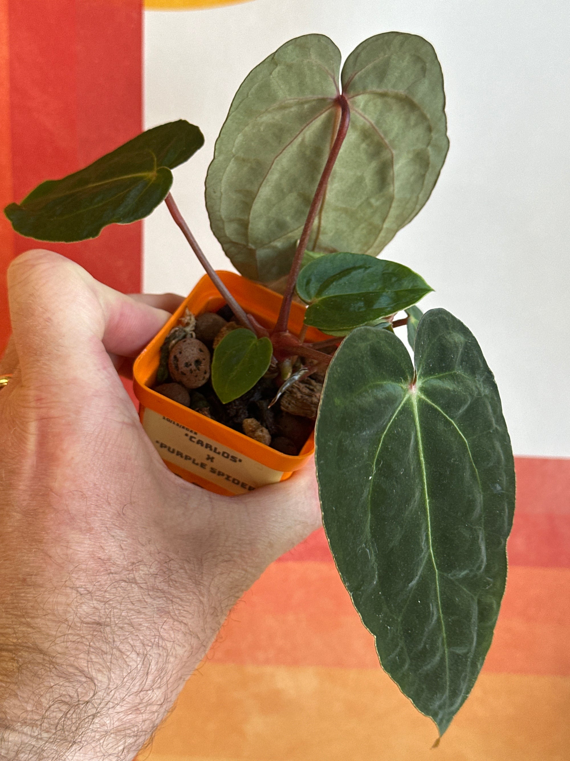 ‘Carlos' x 'Purple Spider' with offset 230w