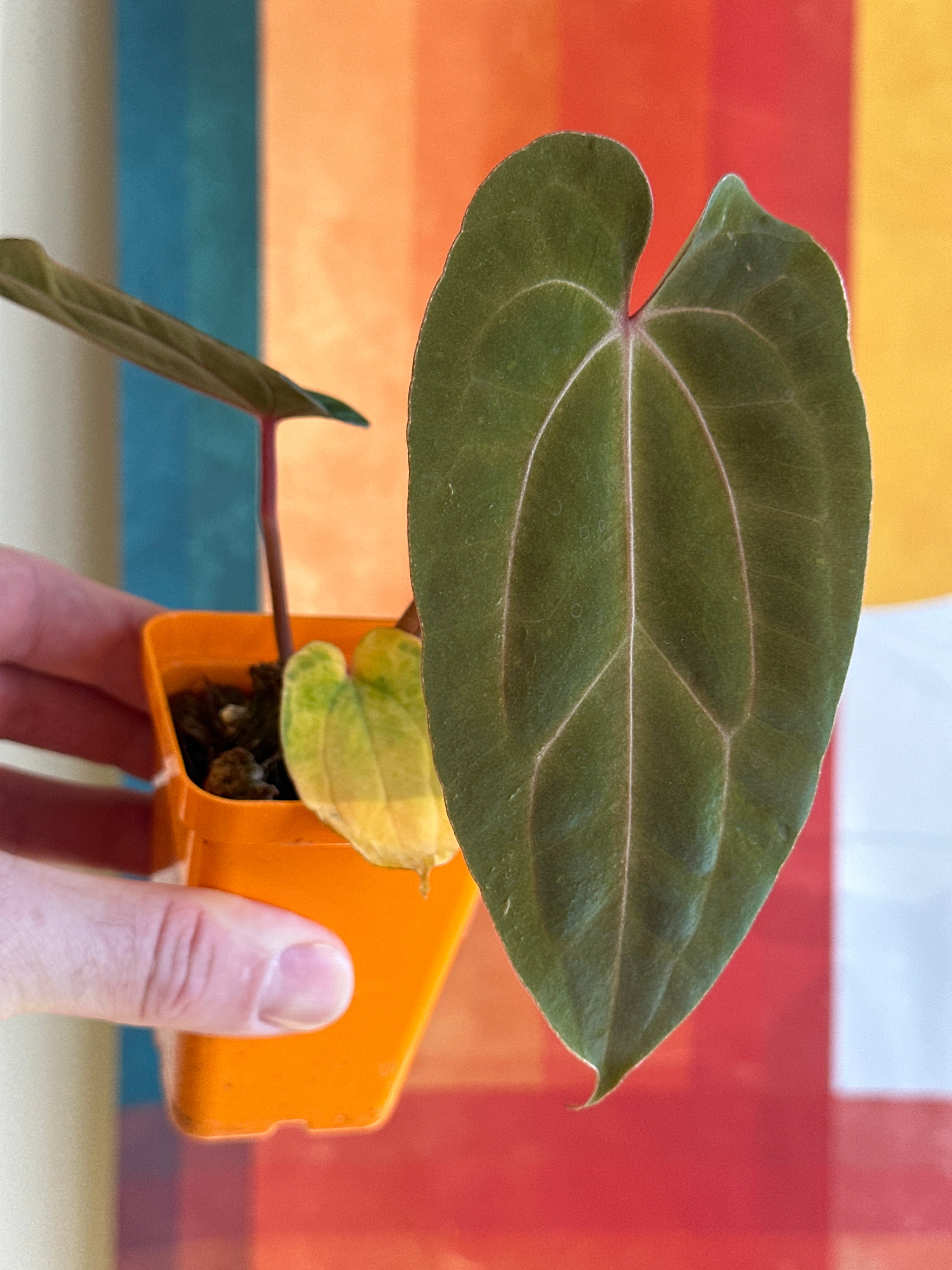 ‘Carlos' x 'Purple Spider' 93