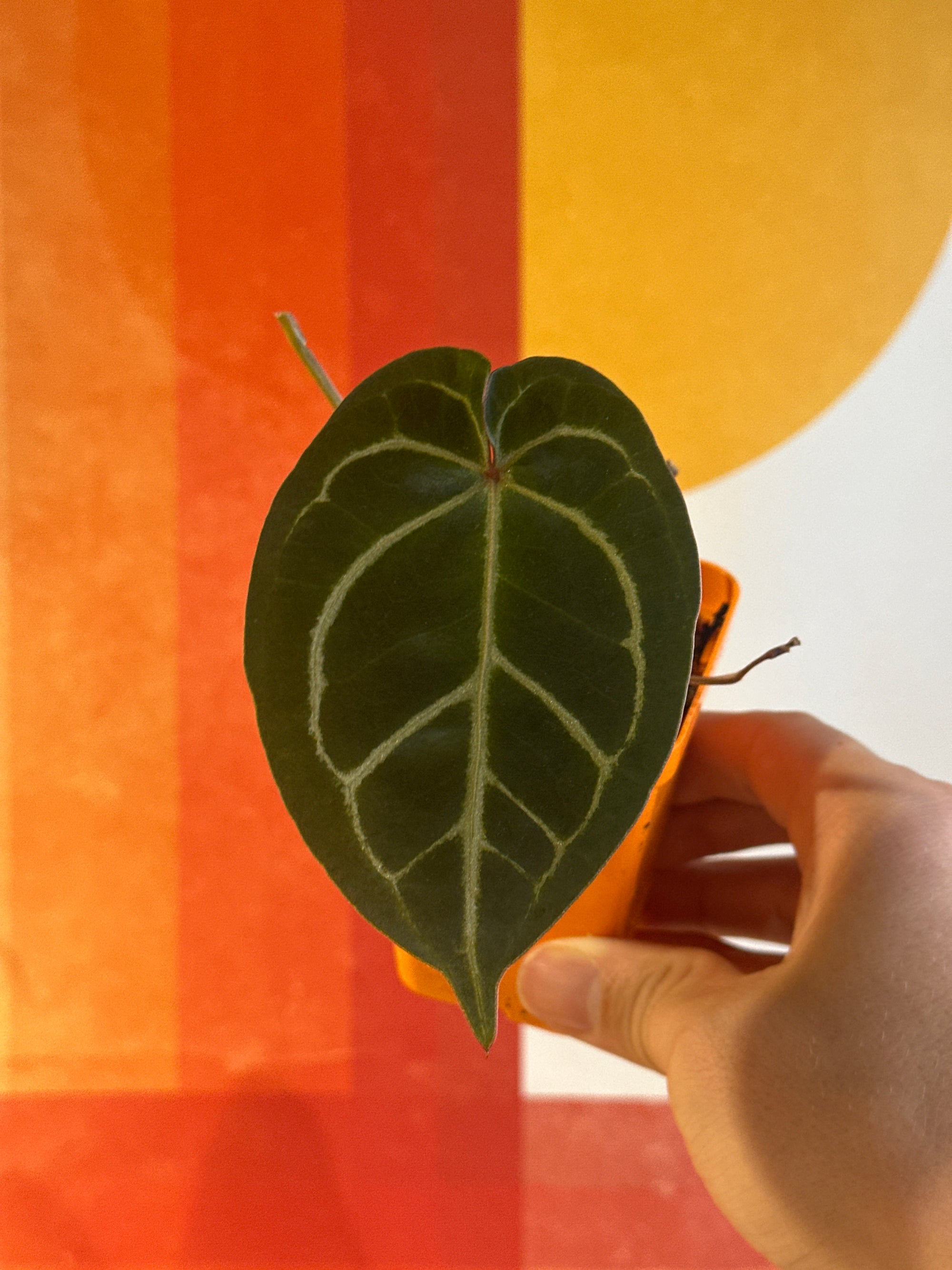 'Brian' x 'Purple Spider' 86