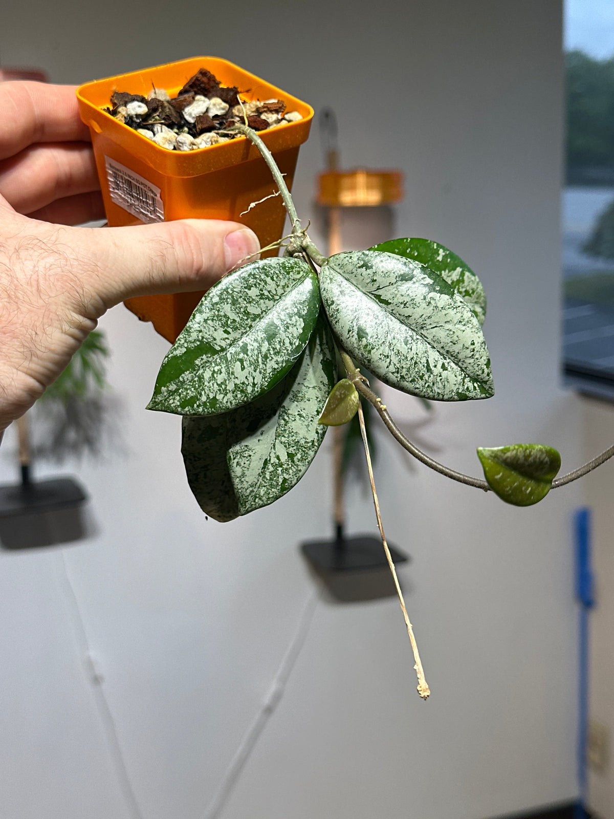 Hoya carnosa ‘Wilbur Graves’ Starter Plant