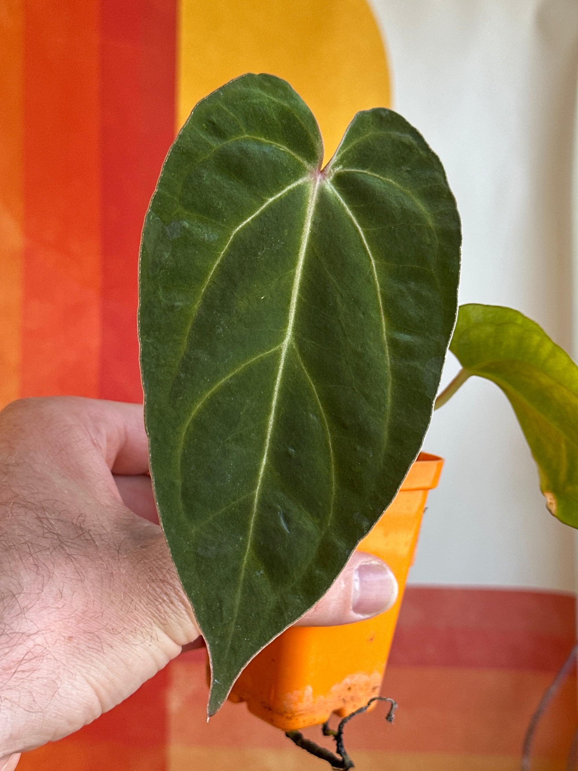 ‘Carlos' x 'Purple Spider' 126