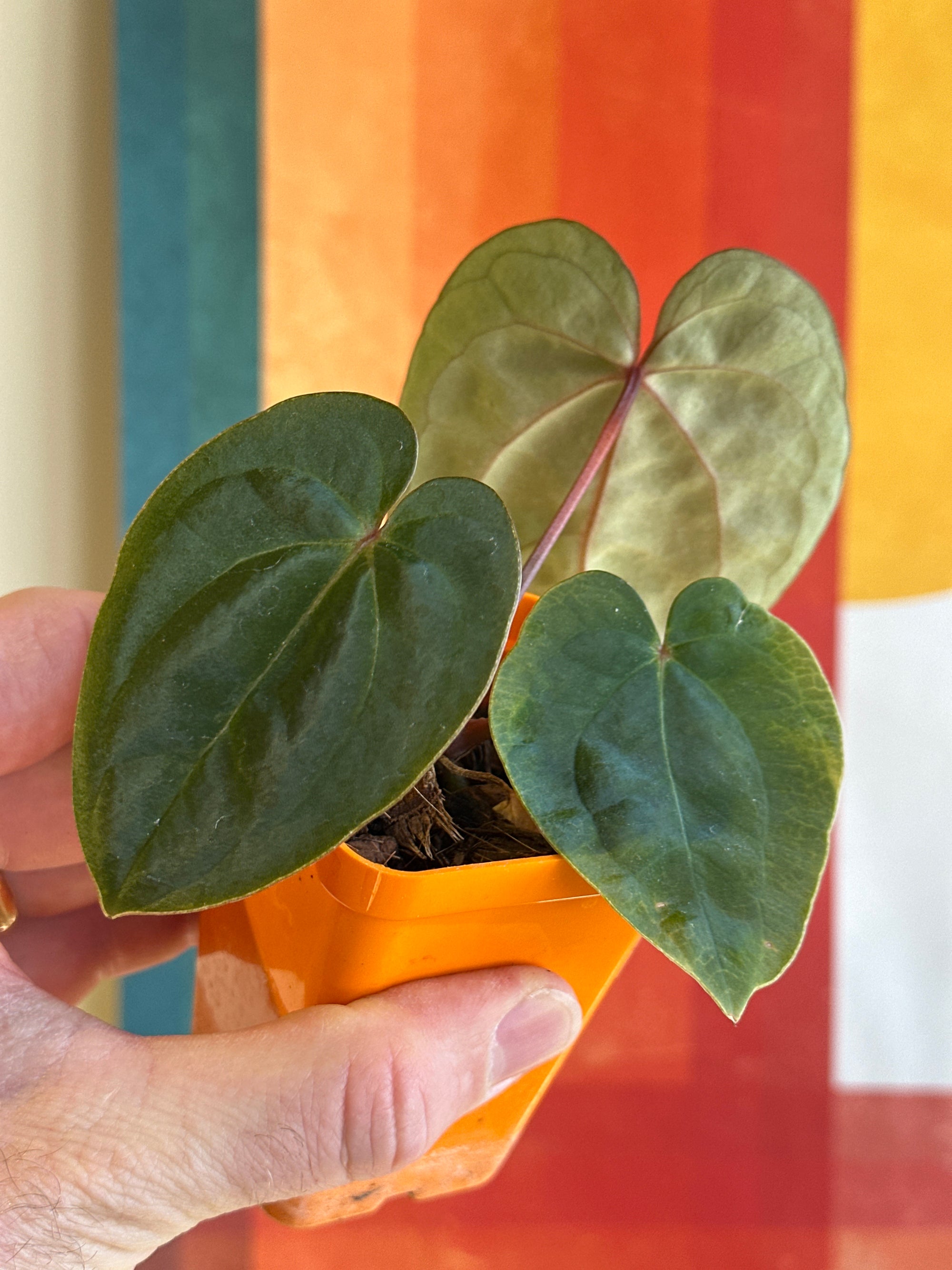 'Purple Spider' x 'Carlito' 9