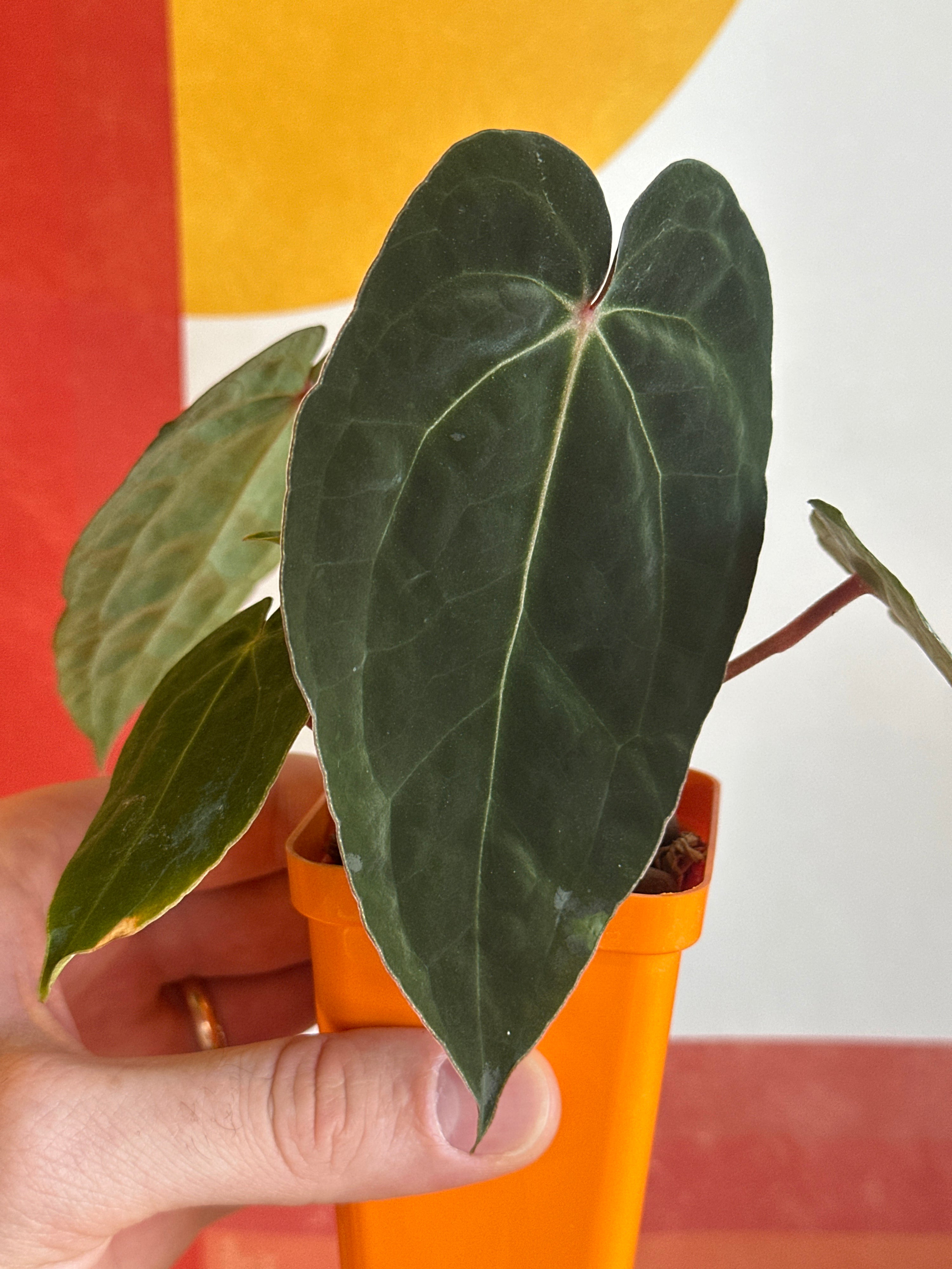 ‘Carlos' x 'Purple Spider' with offset 230w