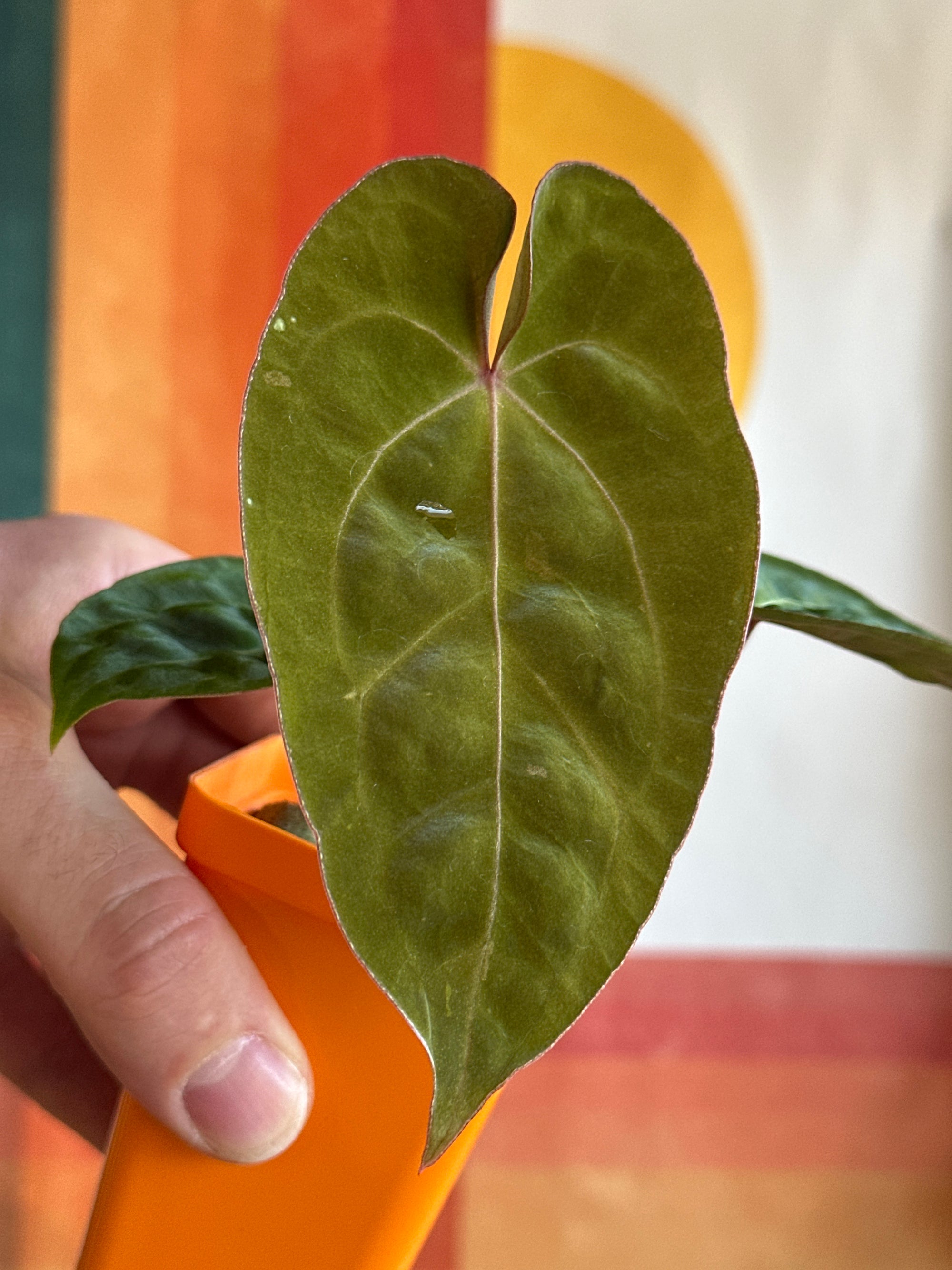 ‘Carlos' x 'Purple Spider' 105