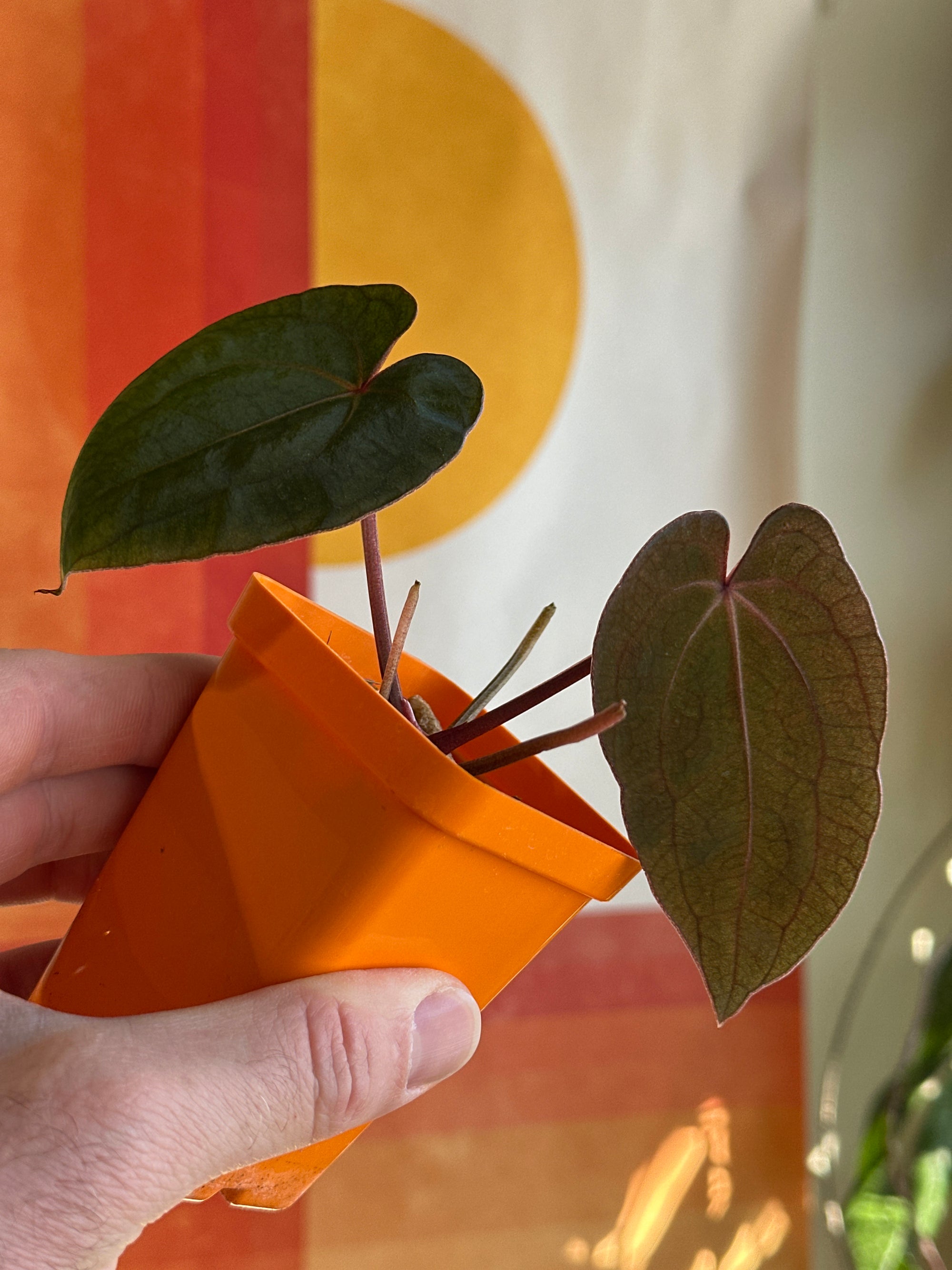 ‘Ace of Purps' x 'Purple Spider' 88