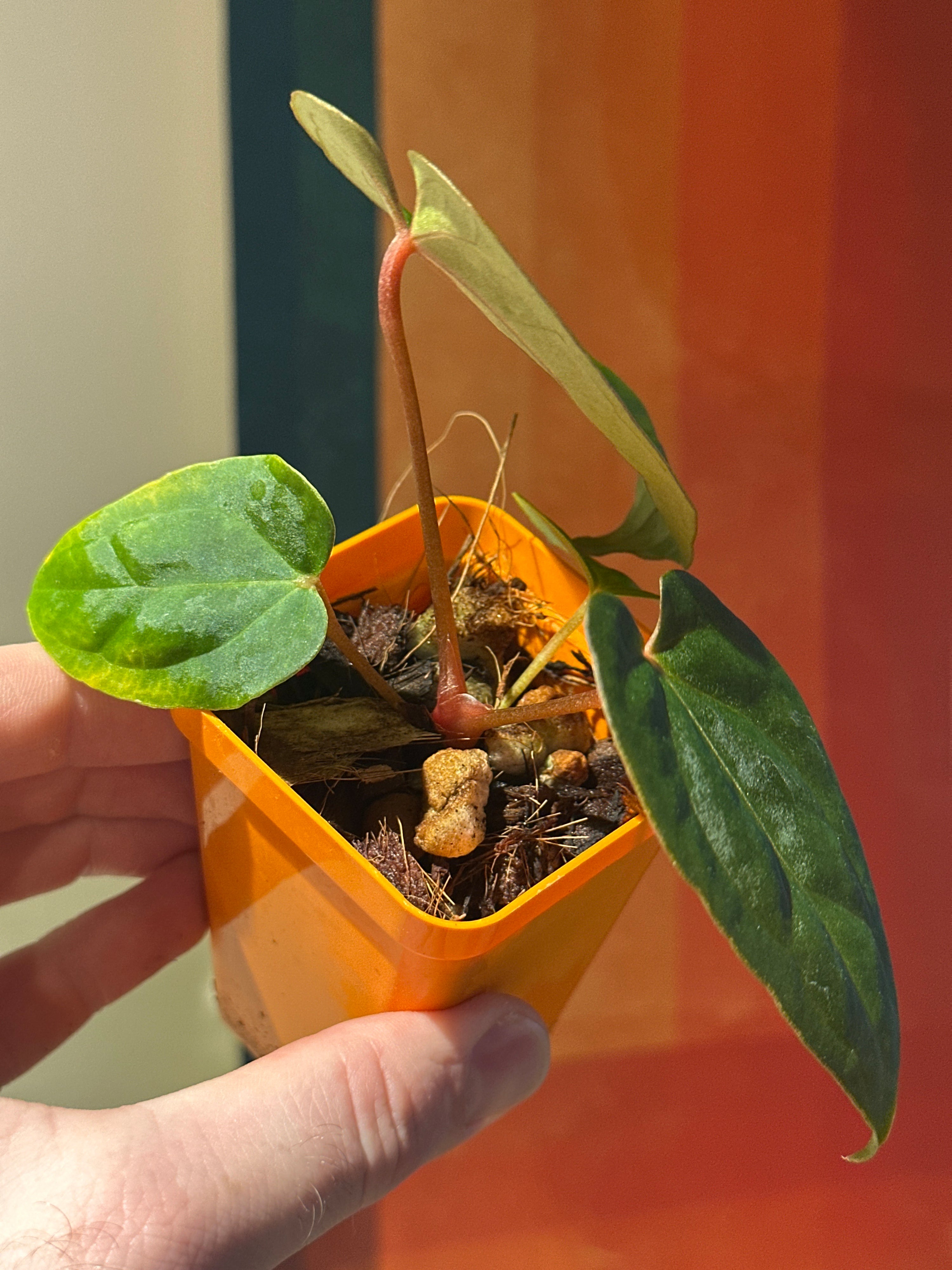 ‘Carlos' x 'Purple Spider' 88