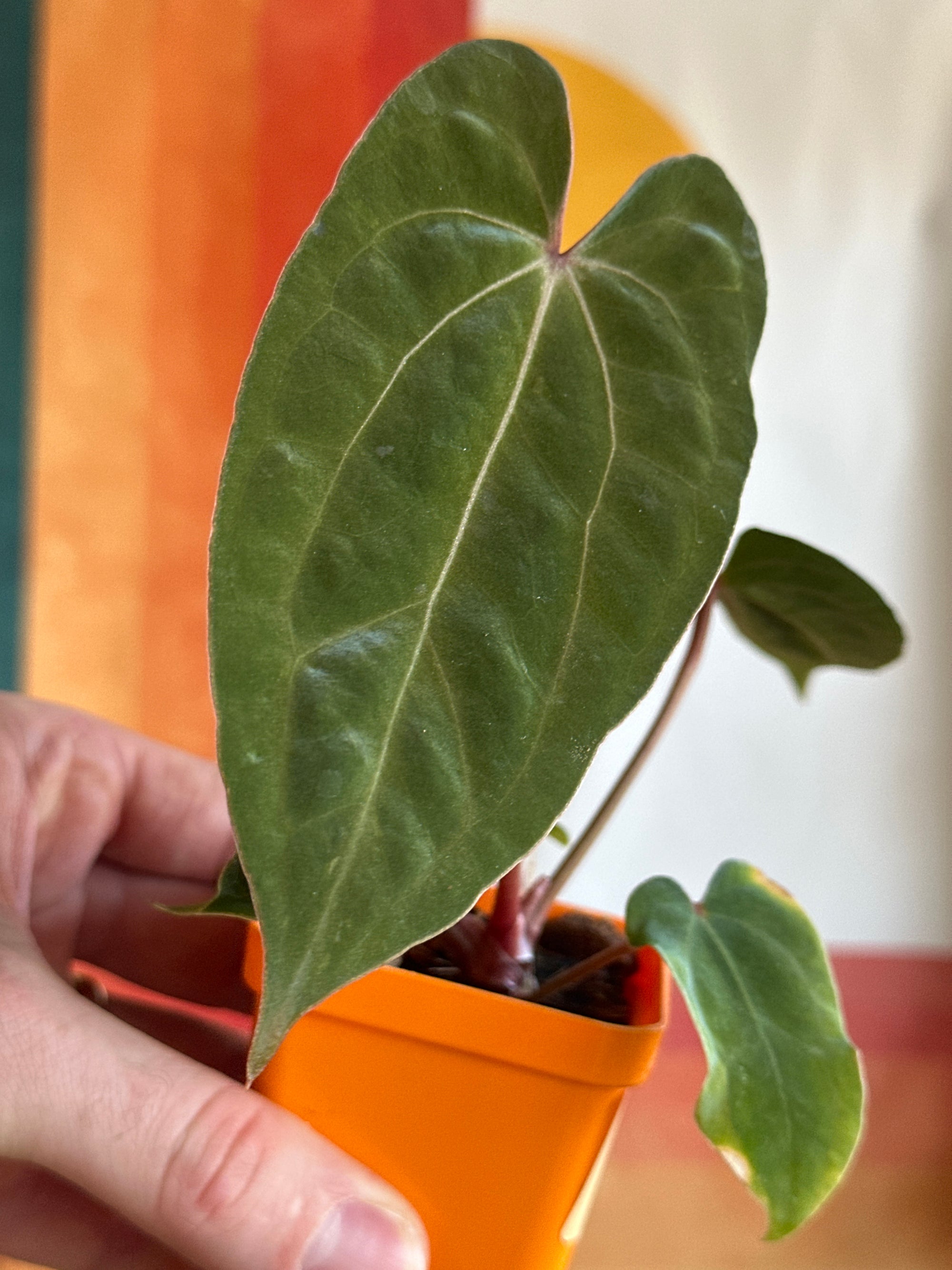 ‘Carlos' x 'Purple Spider' 110