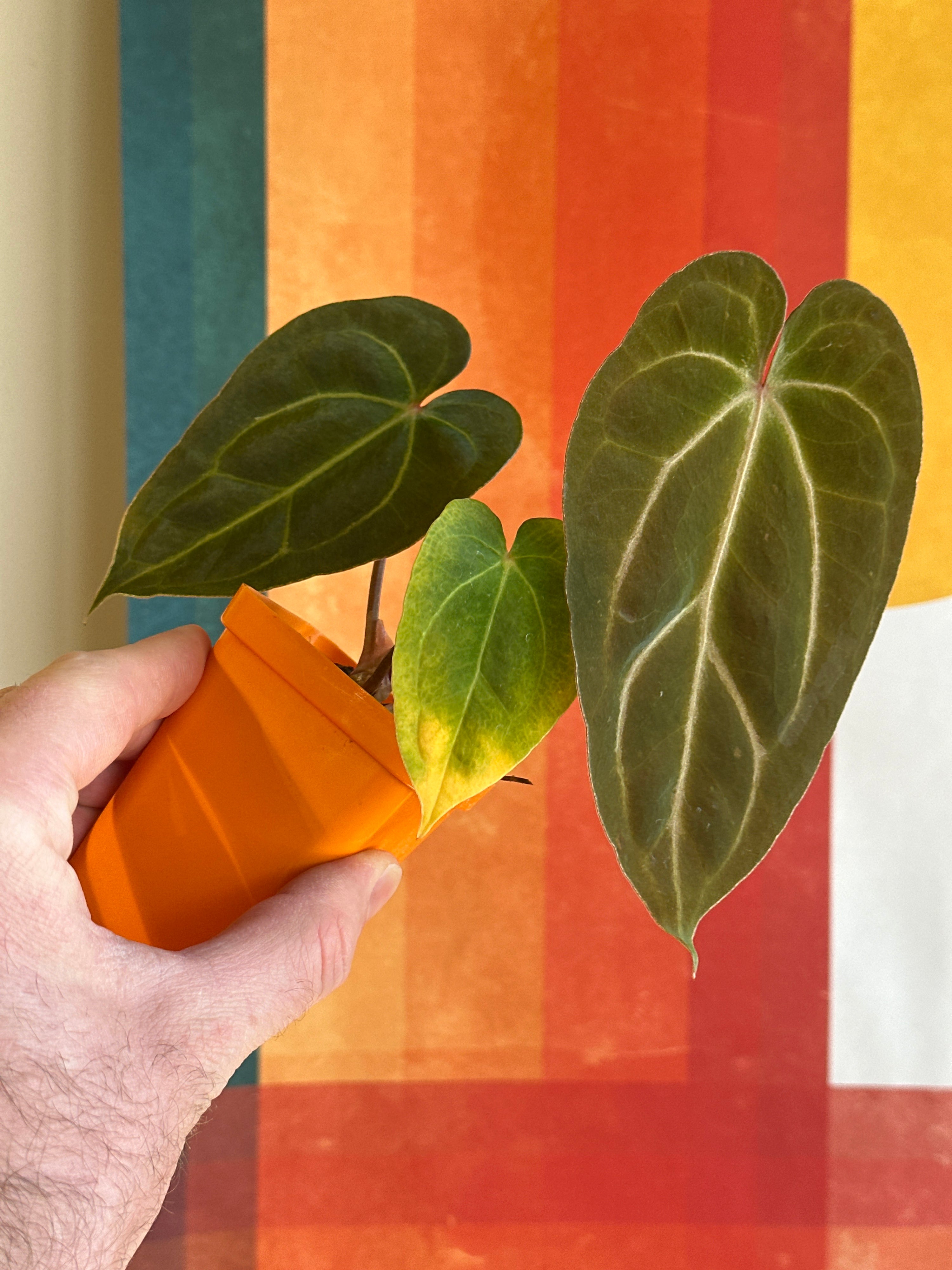 ‘Carlos' x 'Purple Spider' 92