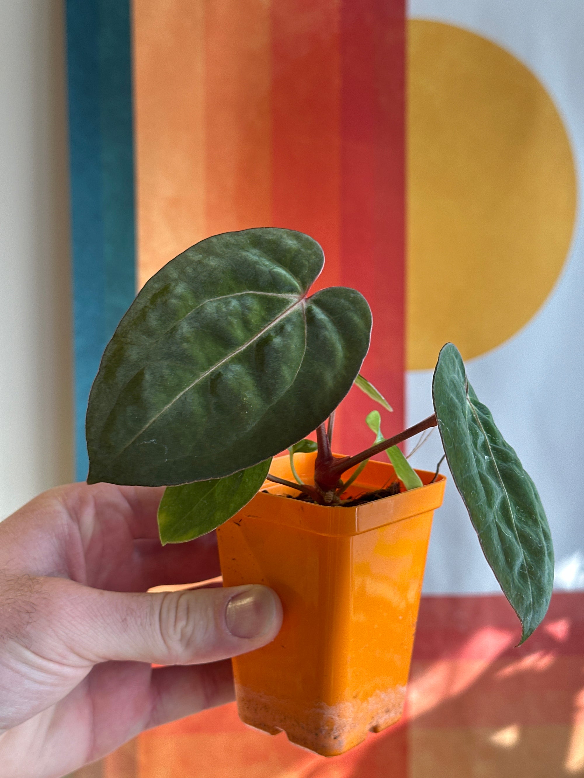 'Purple Spider' x 'Carlito' 6