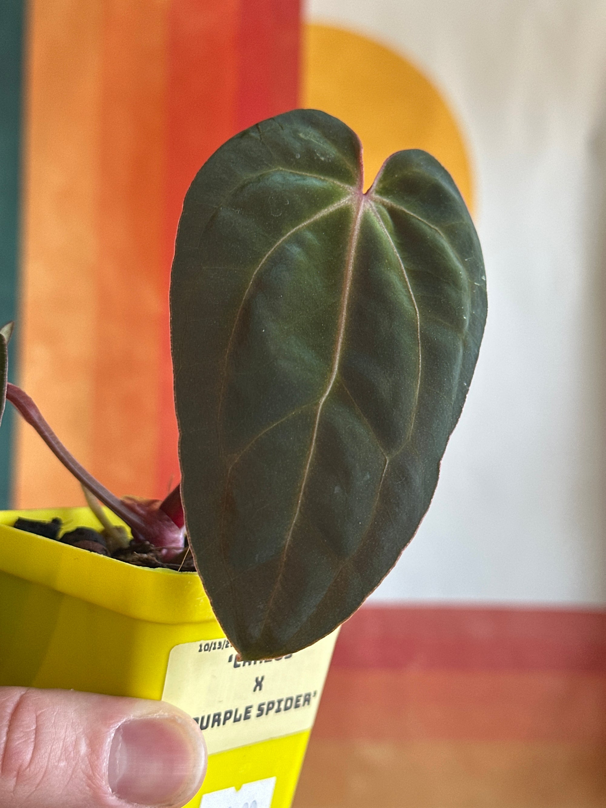 ‘Carlos' x 'Purple Spider' 109