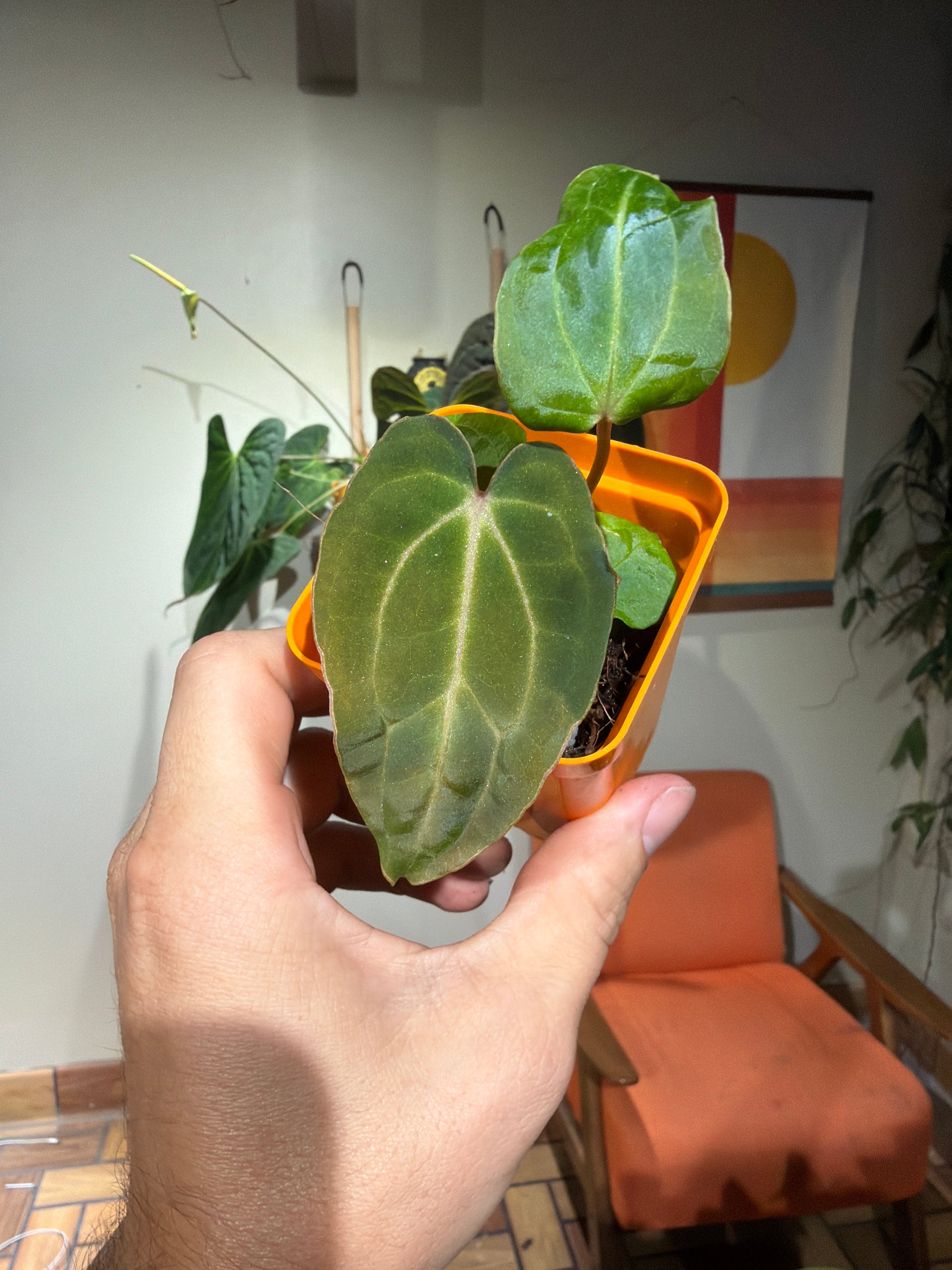 ‘Carlos' x 'Purple Spider' 83