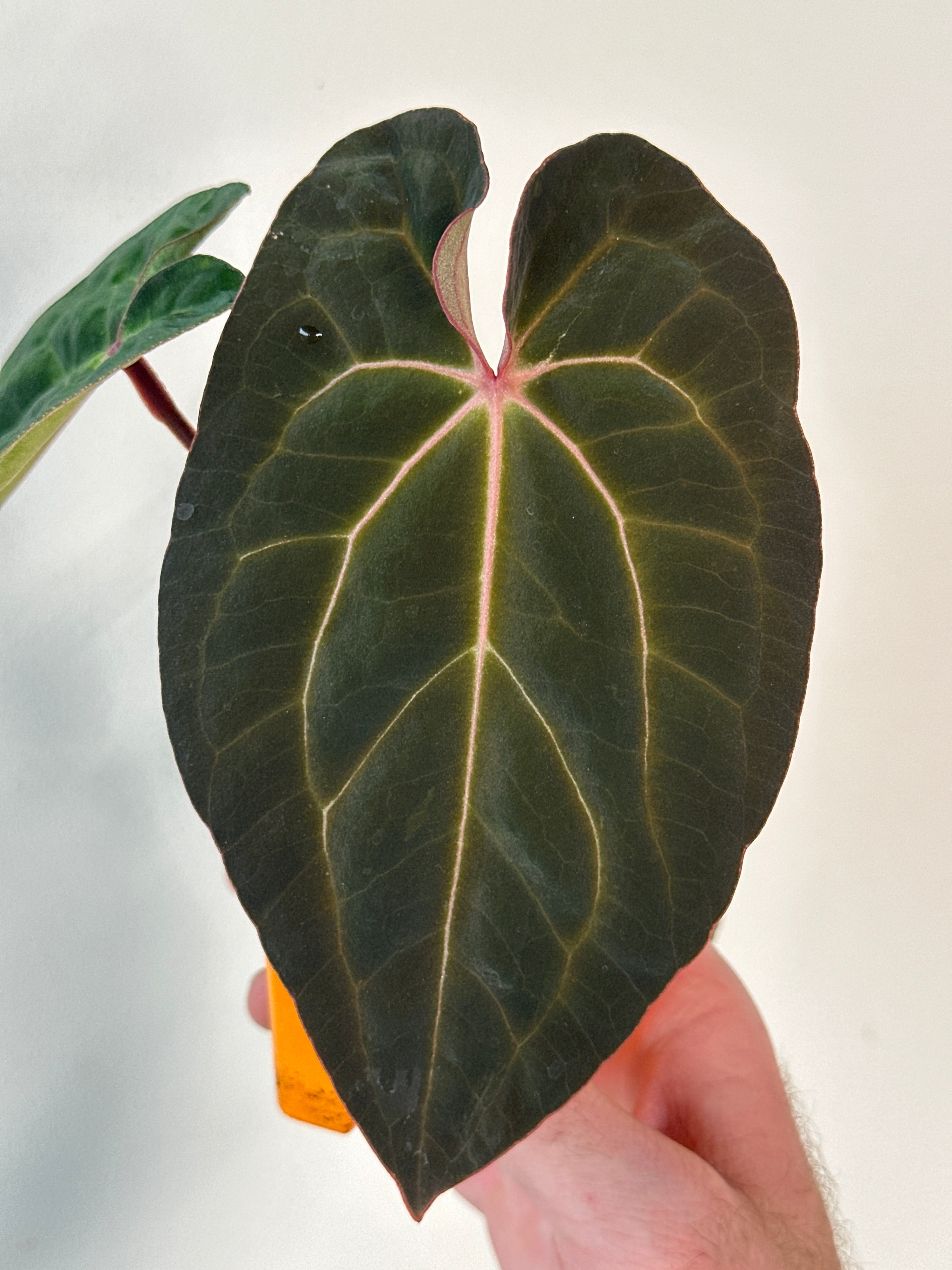 ‘Carlos' x 'Purple Spider' 487w