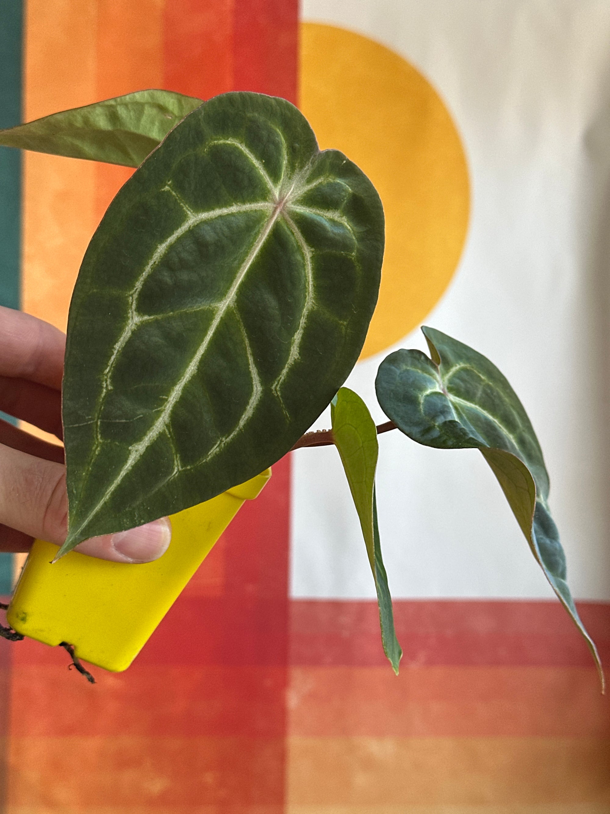 ‘Purple Spider' x 'Purple Magaos' 100