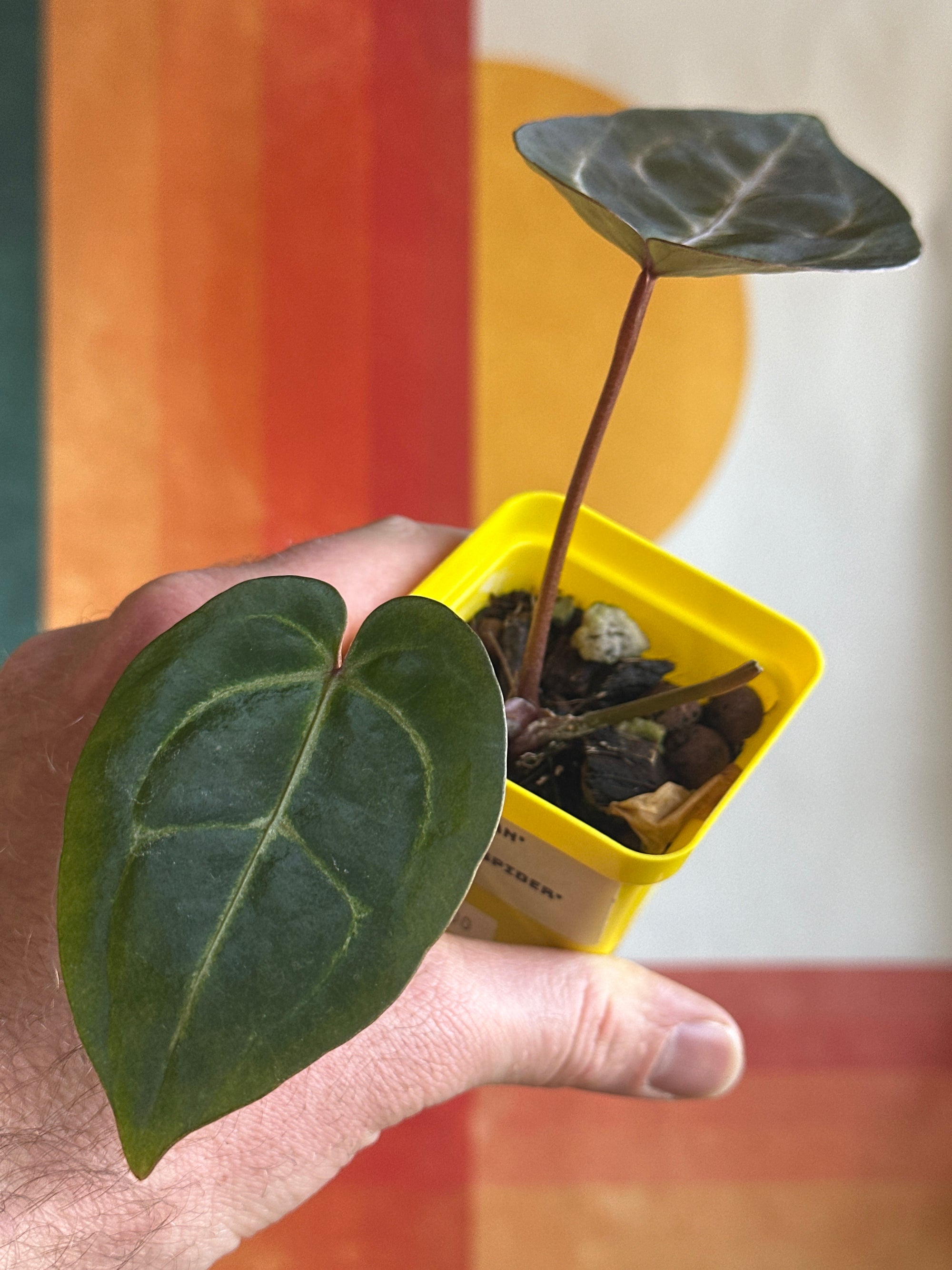 'Brian' x 'Purple Spider' 117