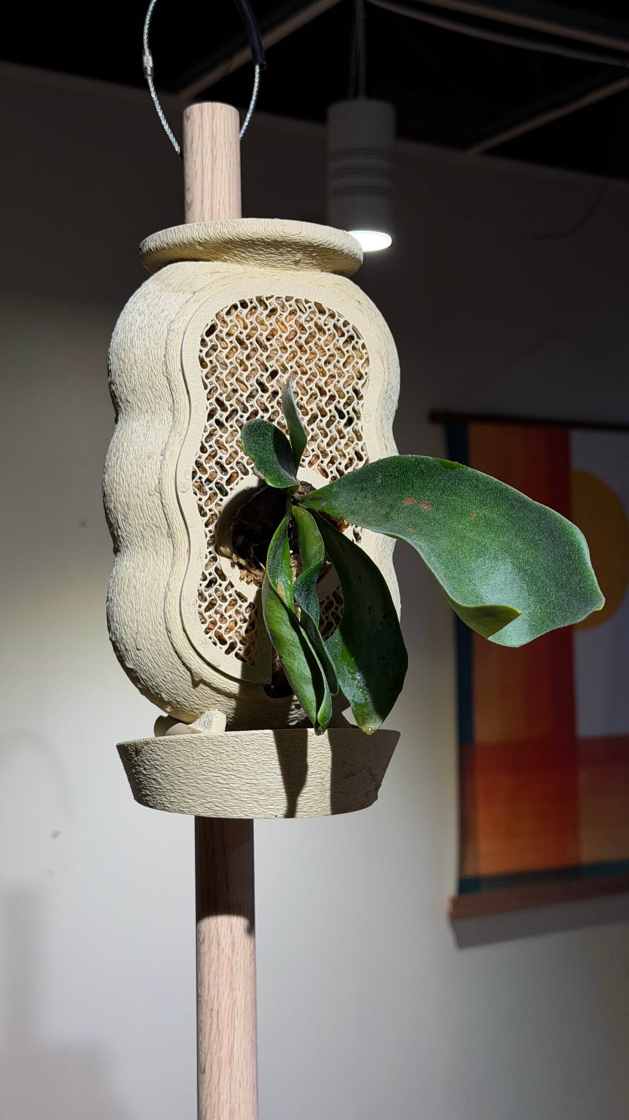 Rousseau Mount: Wavy - Preorder Ships in 1-3 Weeks