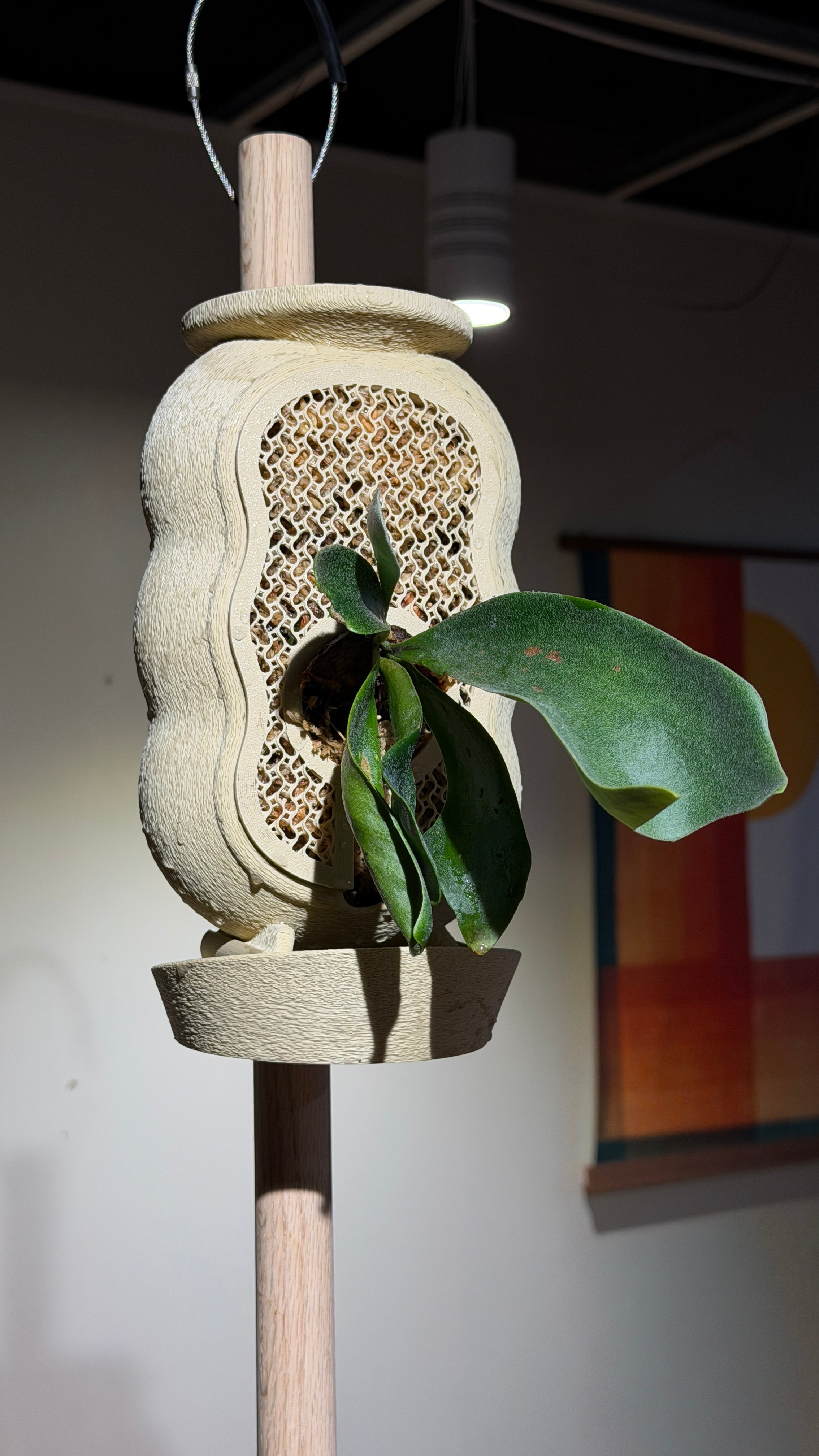 Rousseau Mount: Wavy - Preorder Ships in 1-3 Weeks