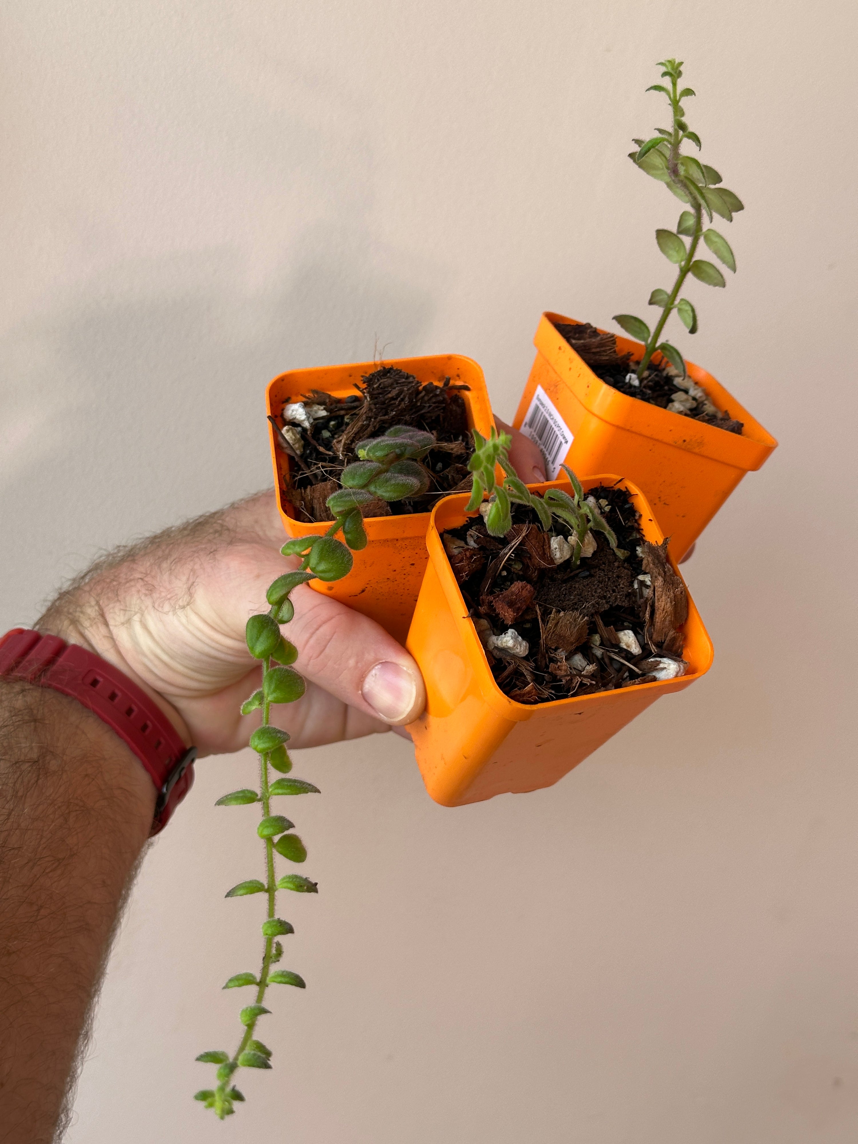 Columnea gloriosa Starter Plant (grower’s choice)
