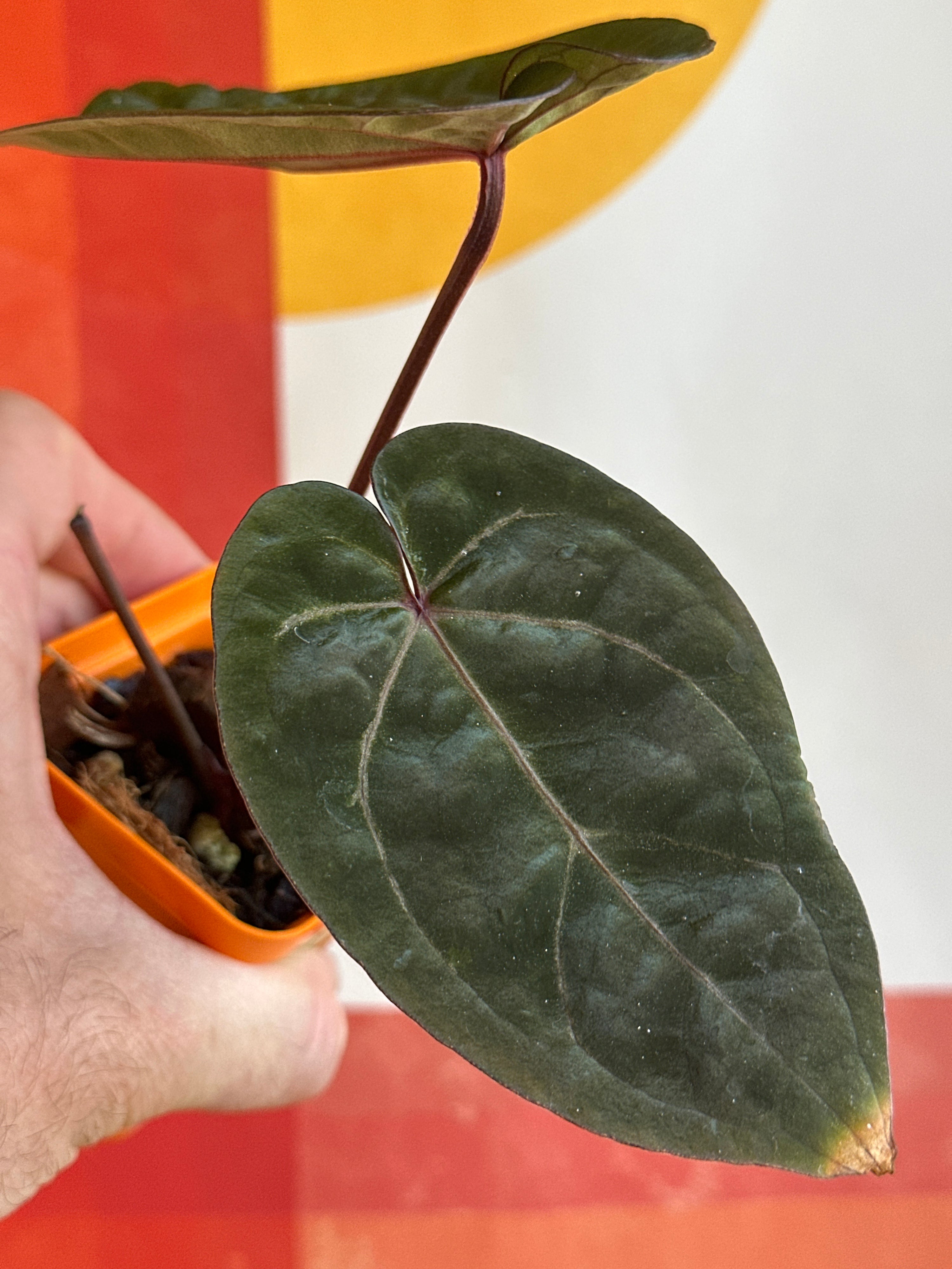 'Brian' x 'Purple Spider' Standout 237w