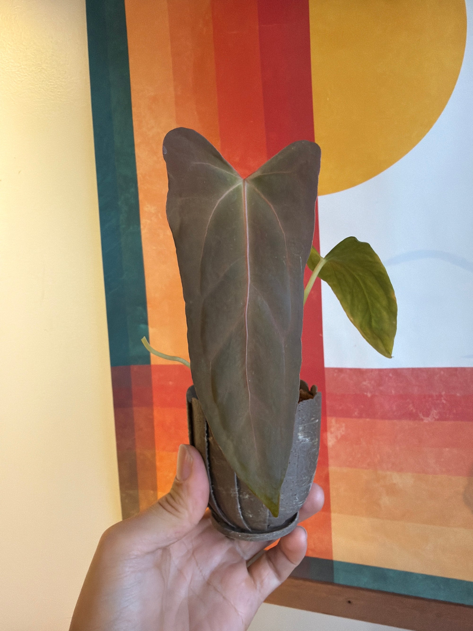 (subsignatum x papi) x 'Carlaza'  Keeper in mini petal pot