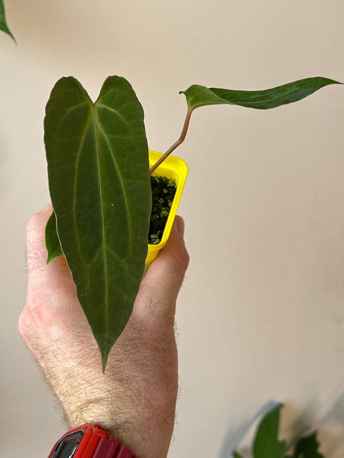 'Carlito' x ‘Carlita’ 100w