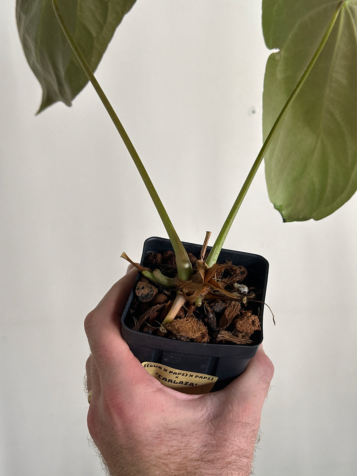 [(subsignatum x papi) x papi] x 'Carlaza' 108w