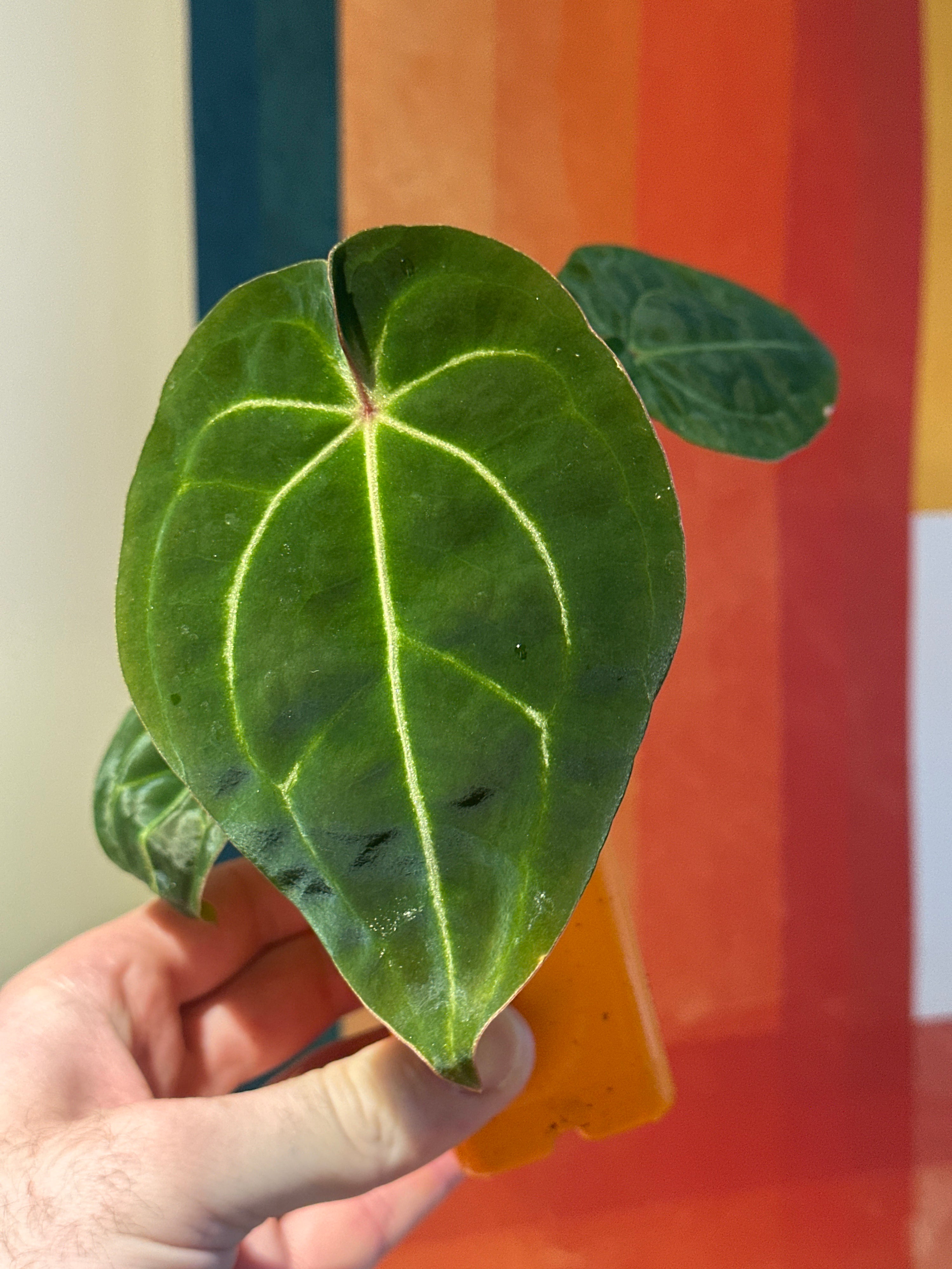 'Brian' x 'Purple Spider' 88