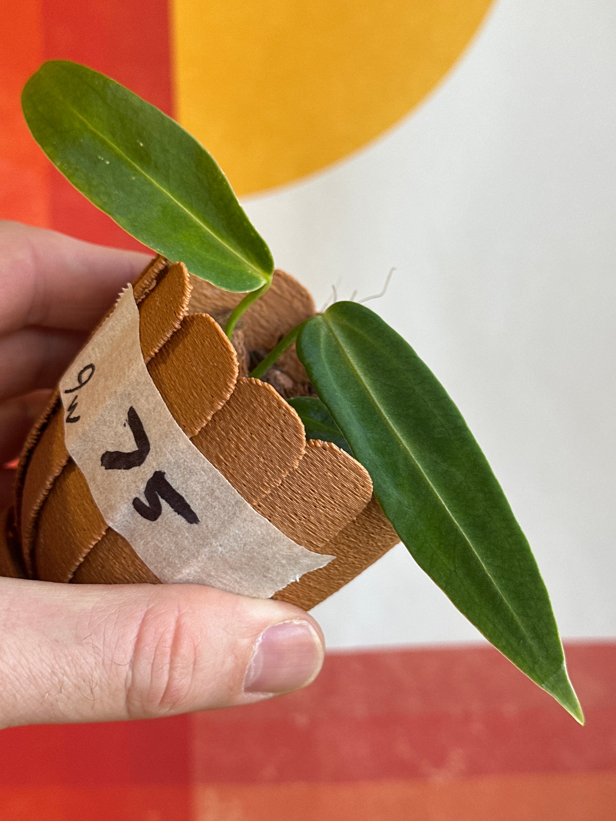 Anthurium Warocqueanum 9w