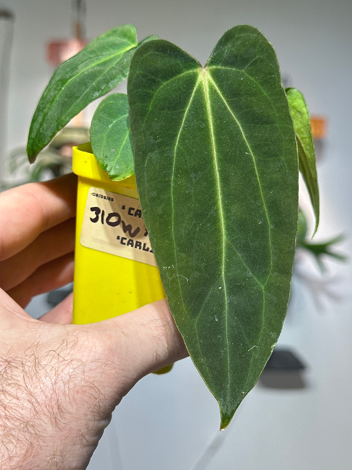 'Carlito' x ‘Carlita’ 310w