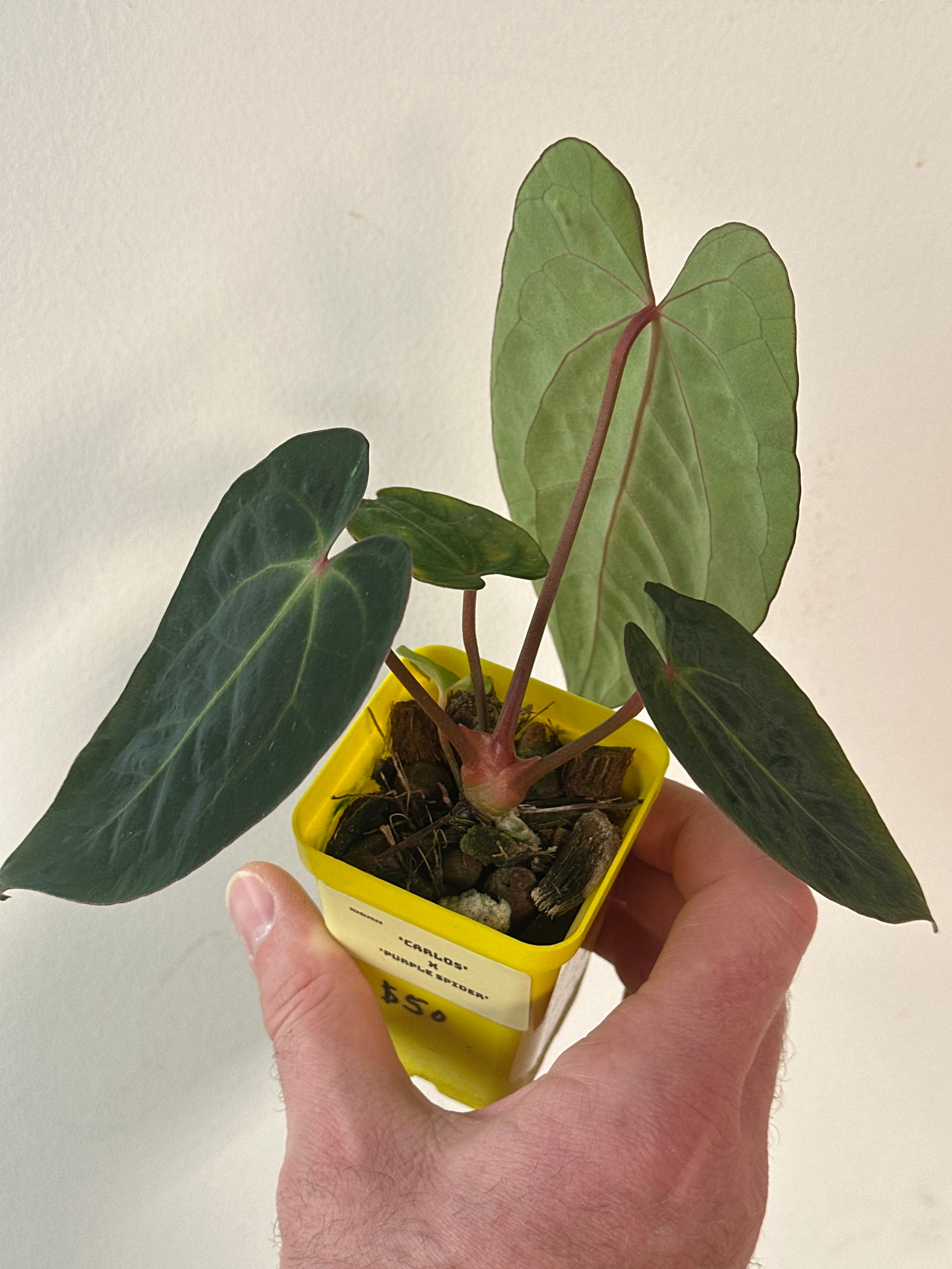 ‘Carlos' x 'Purple Spider' 473w