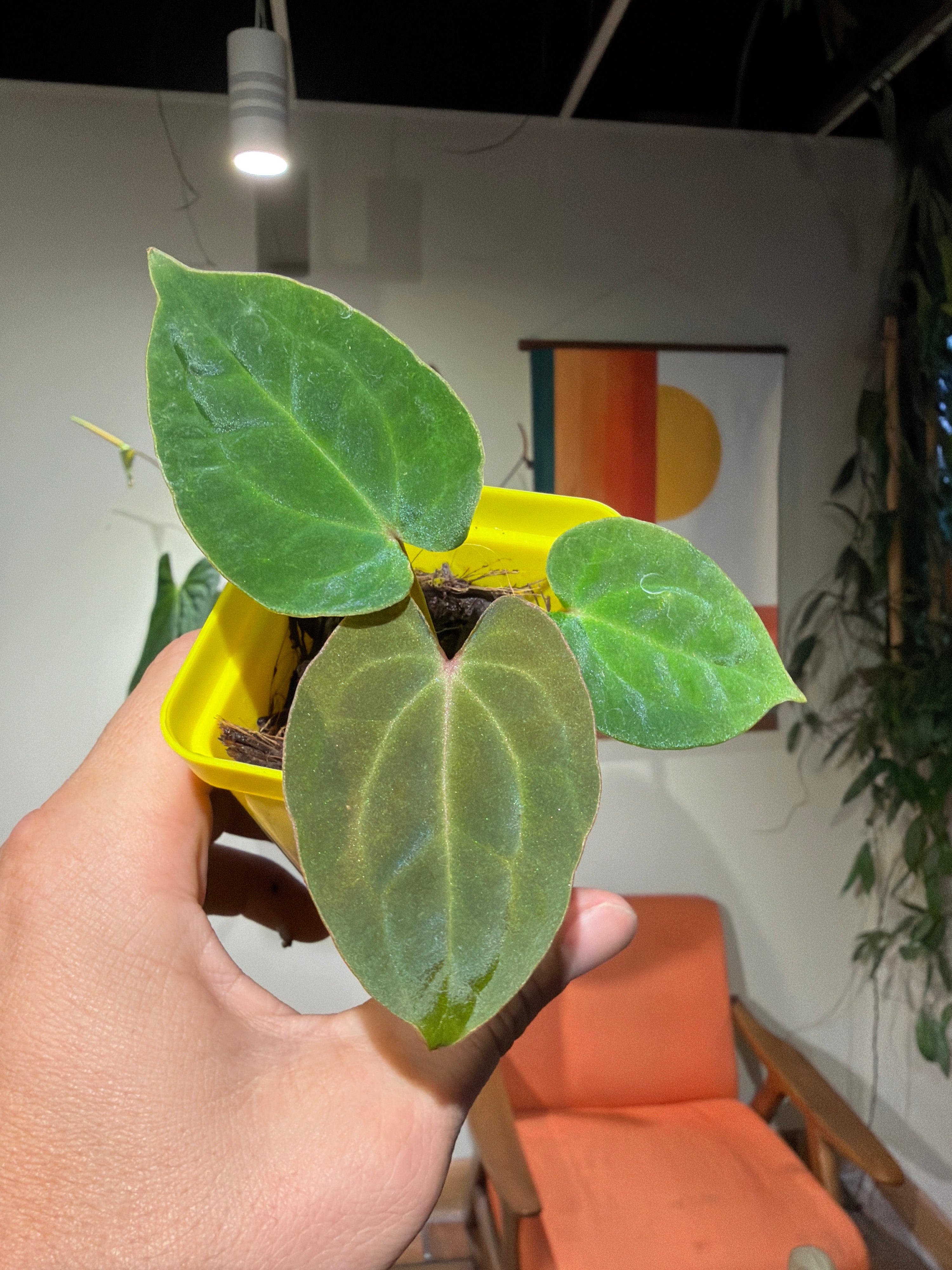 'Carlos' x 'Purple Spider' 81