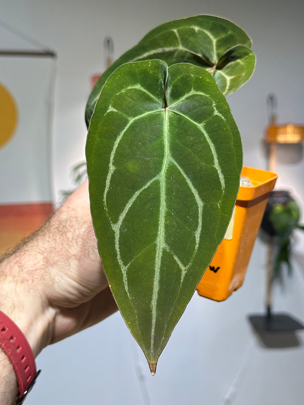 'Brian' x 'Purple Spider' 320w