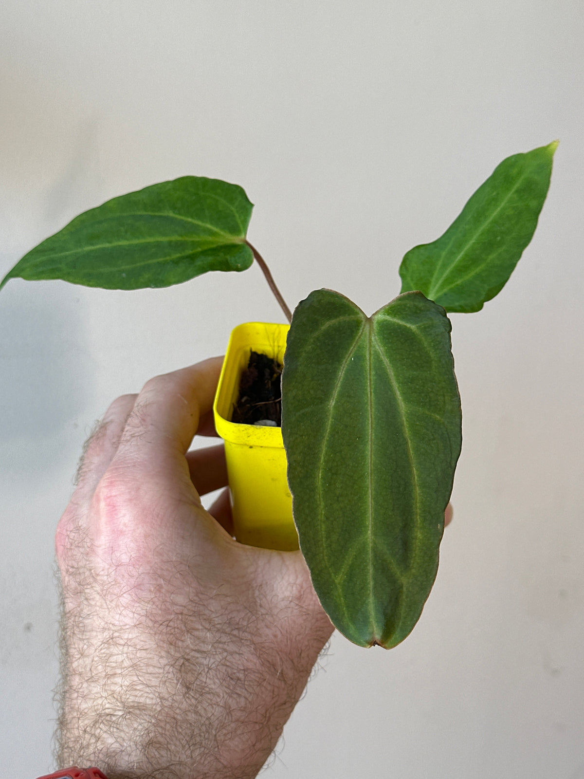 'Carlito' x ‘Carlita’ 104w