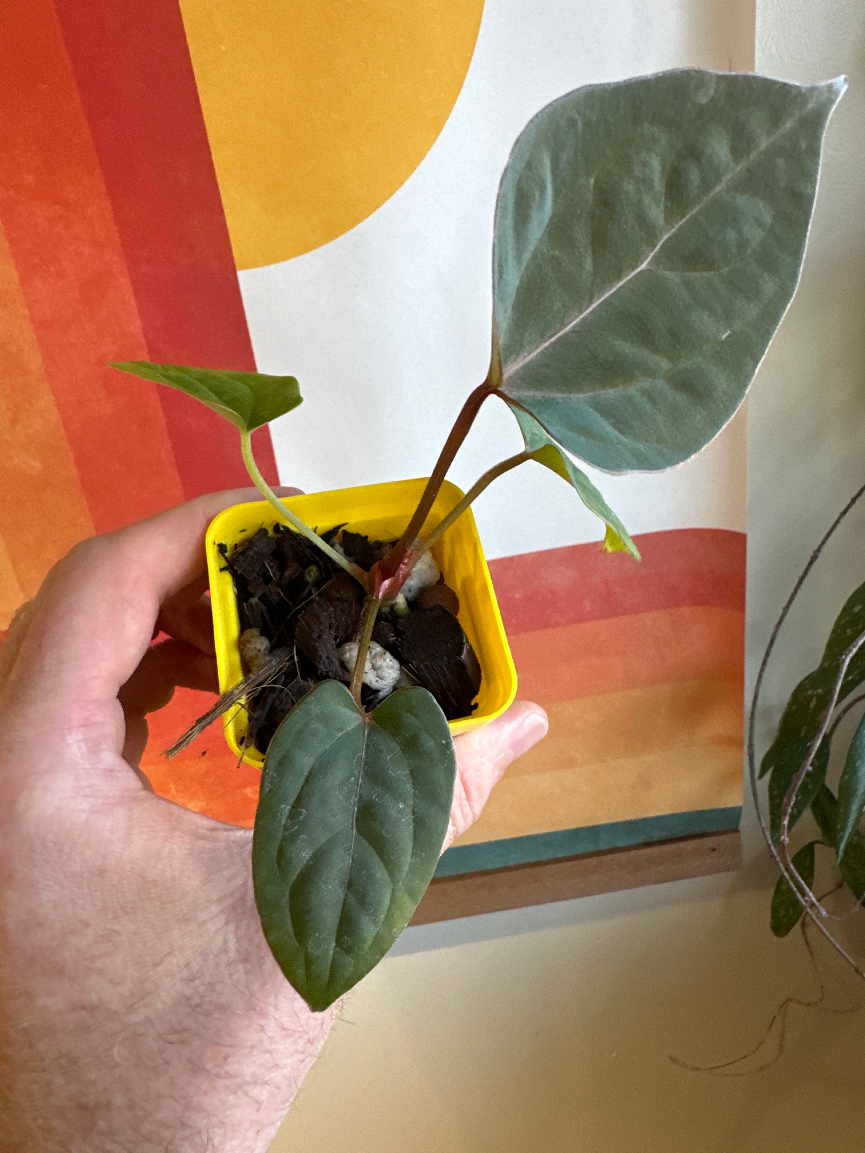 ‘Ace of Purps' x [(mag x lux) x papi ‘RL x FS’] 1w