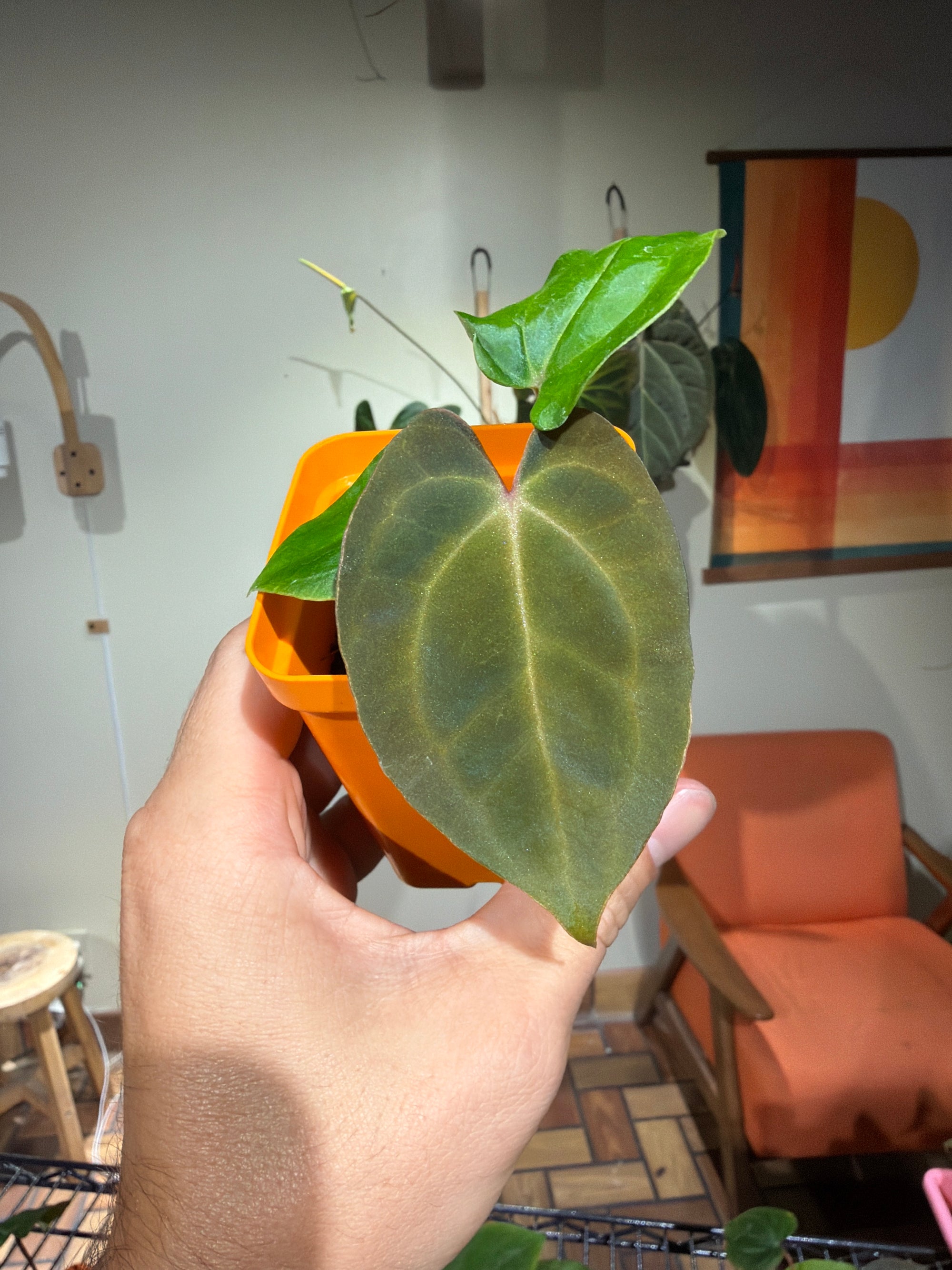 'Carlos' x 'Purple Spider' 80