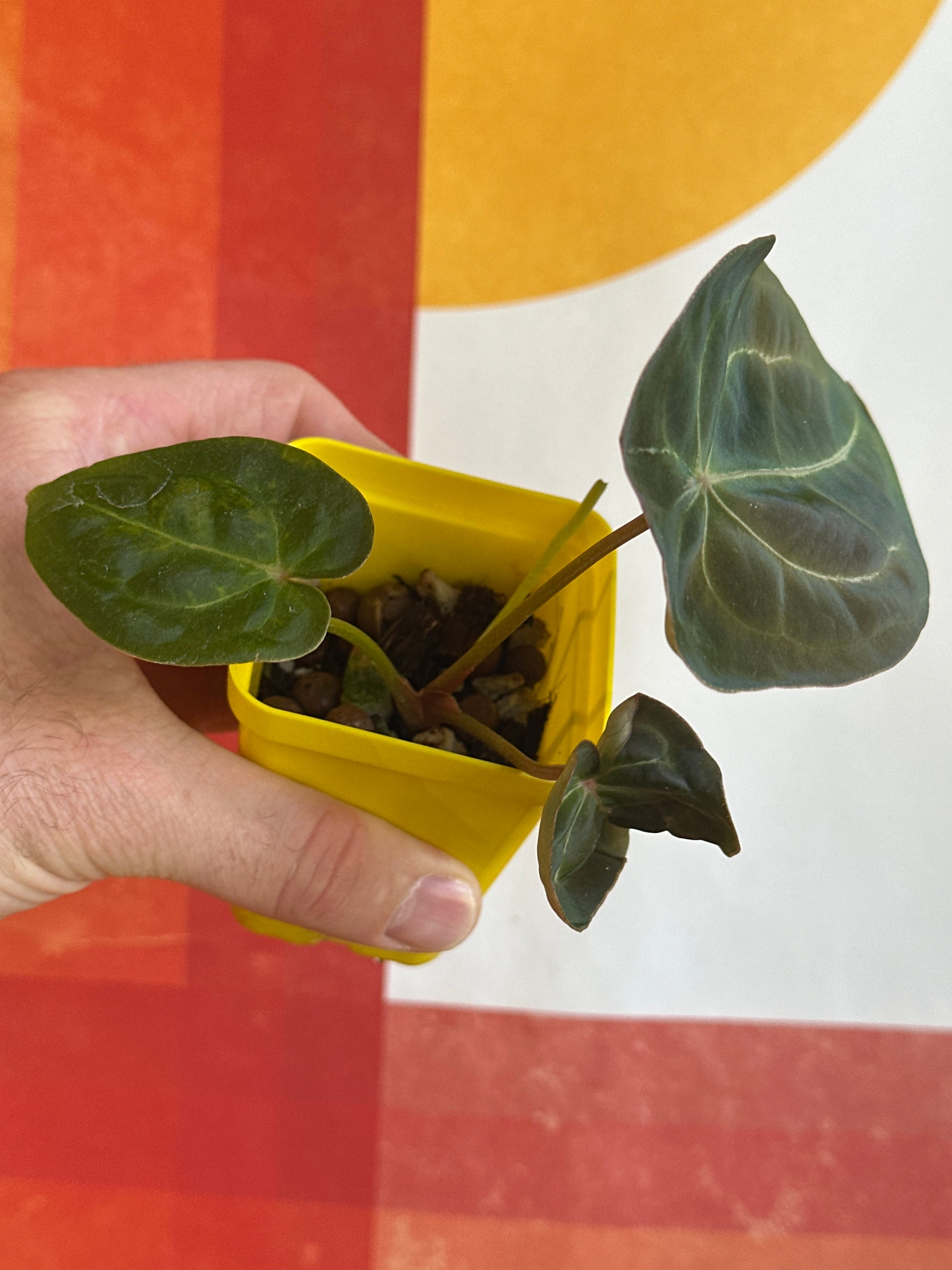 ‘Purple Spider' x 'Purple Magaos' 247w