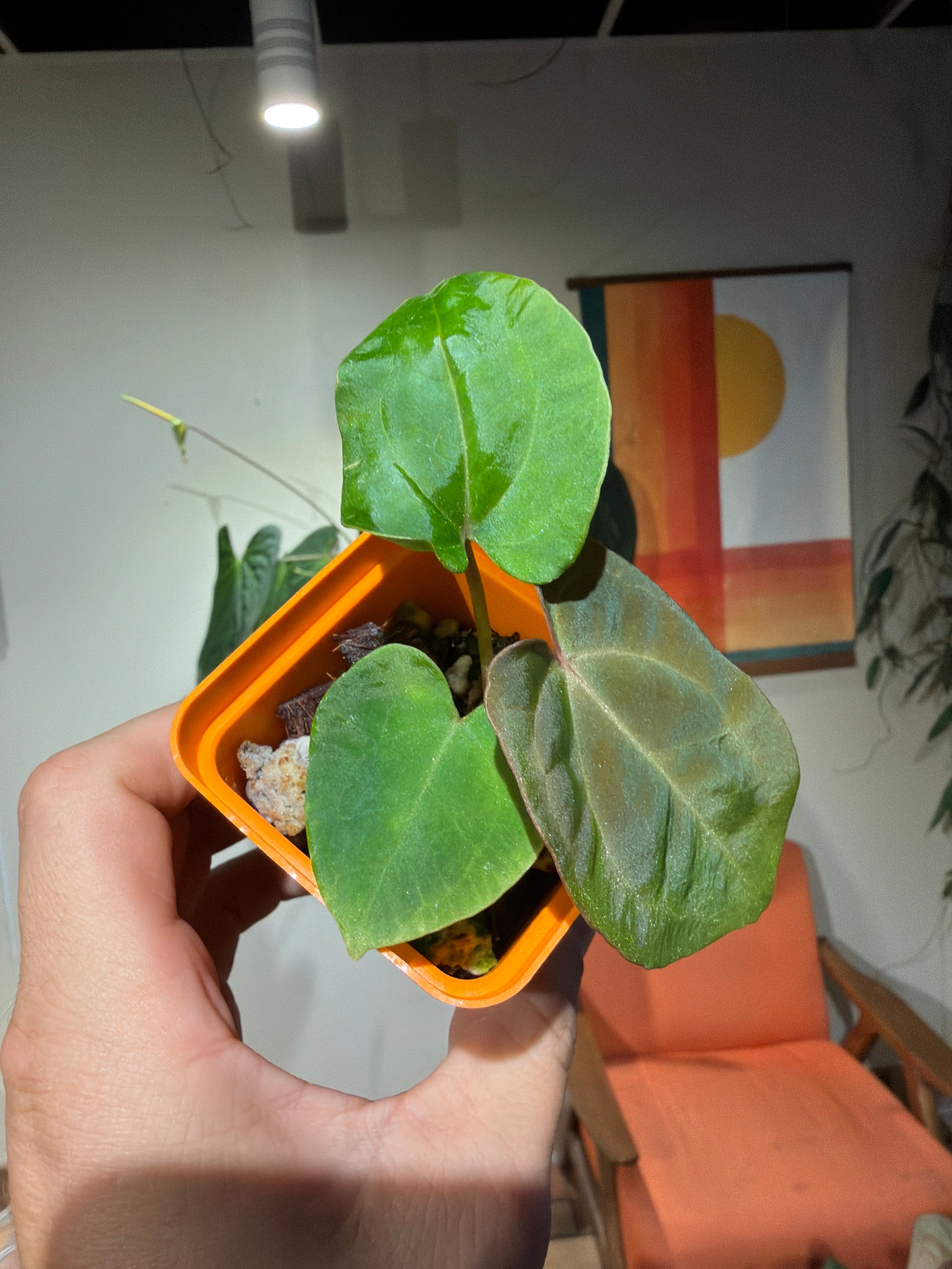 'Carlos' x 'Purple Spider' 80