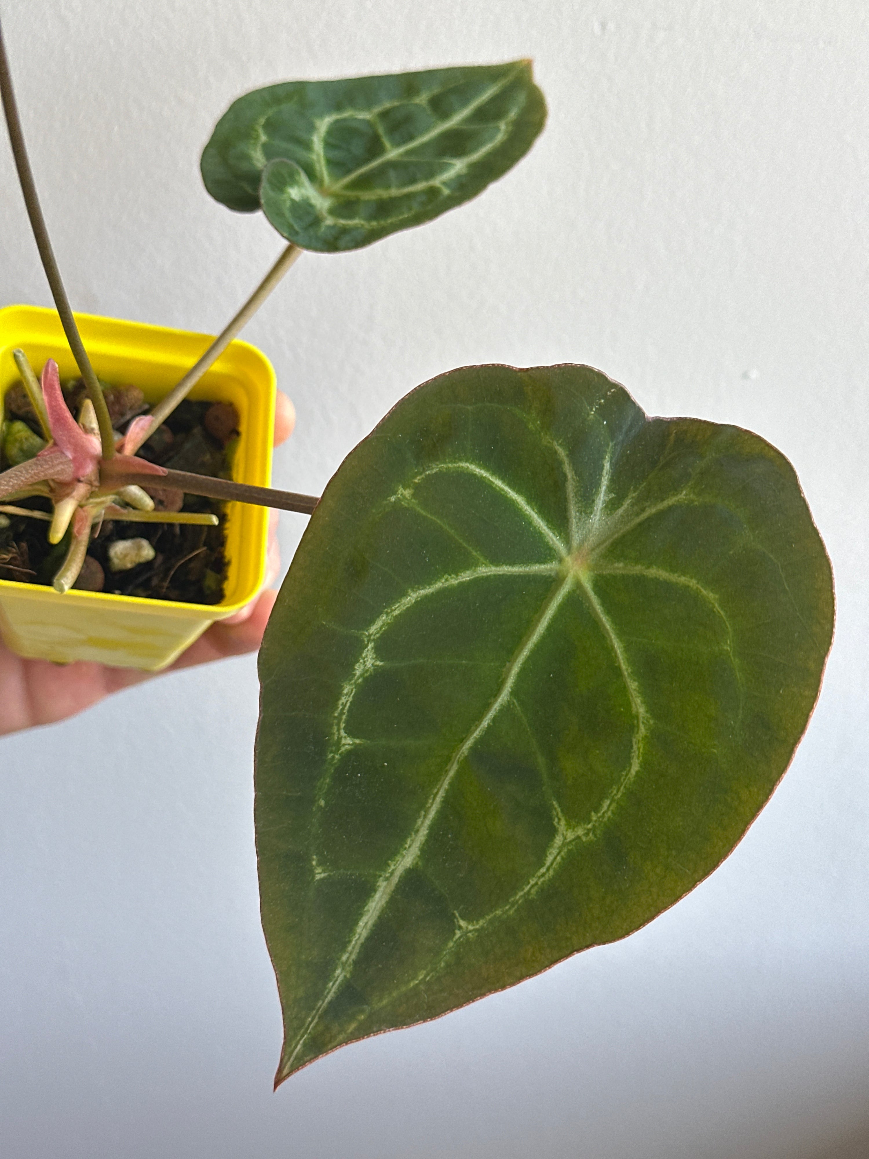 ‘Purple Spider' x 'Purple Magaos' 477w with inflorescence