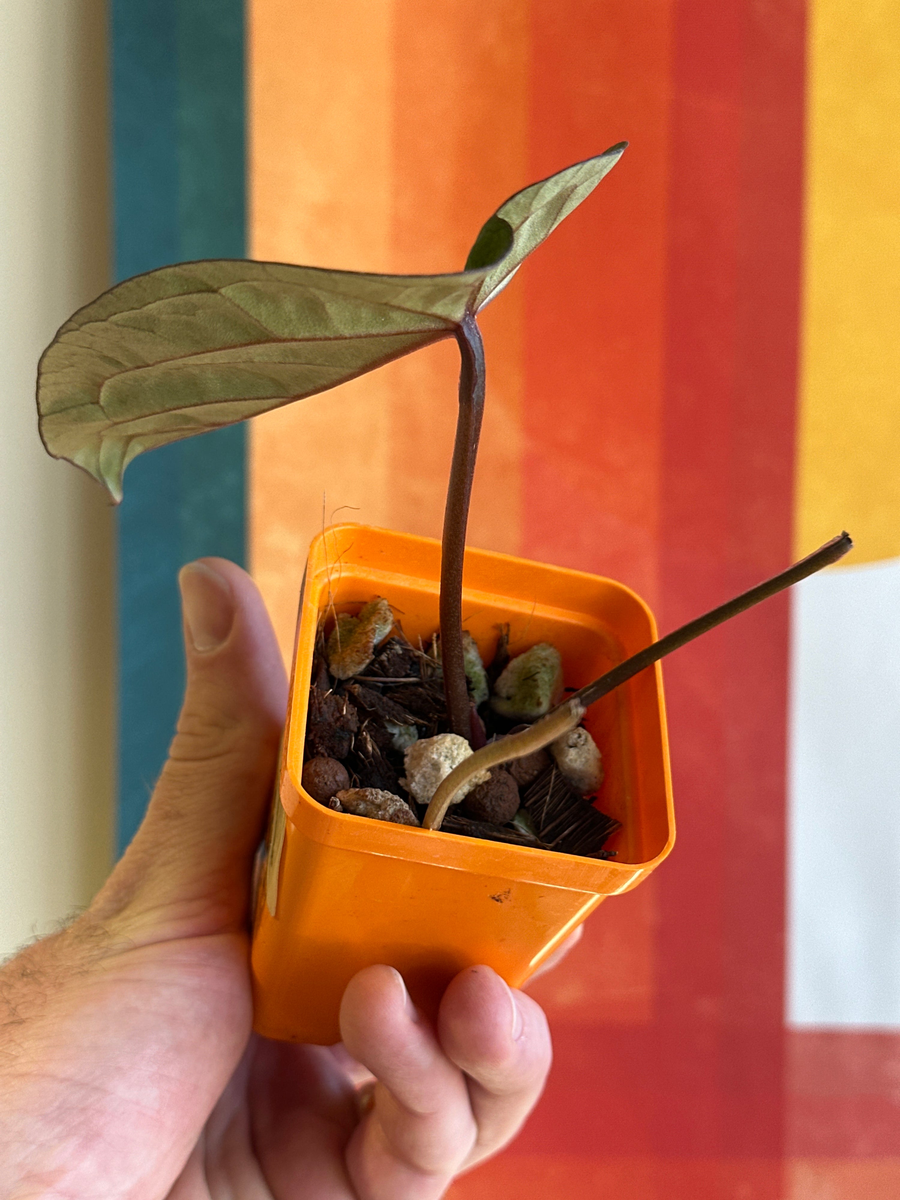 ‘Brian' x 'Purple Spider' Standout 5