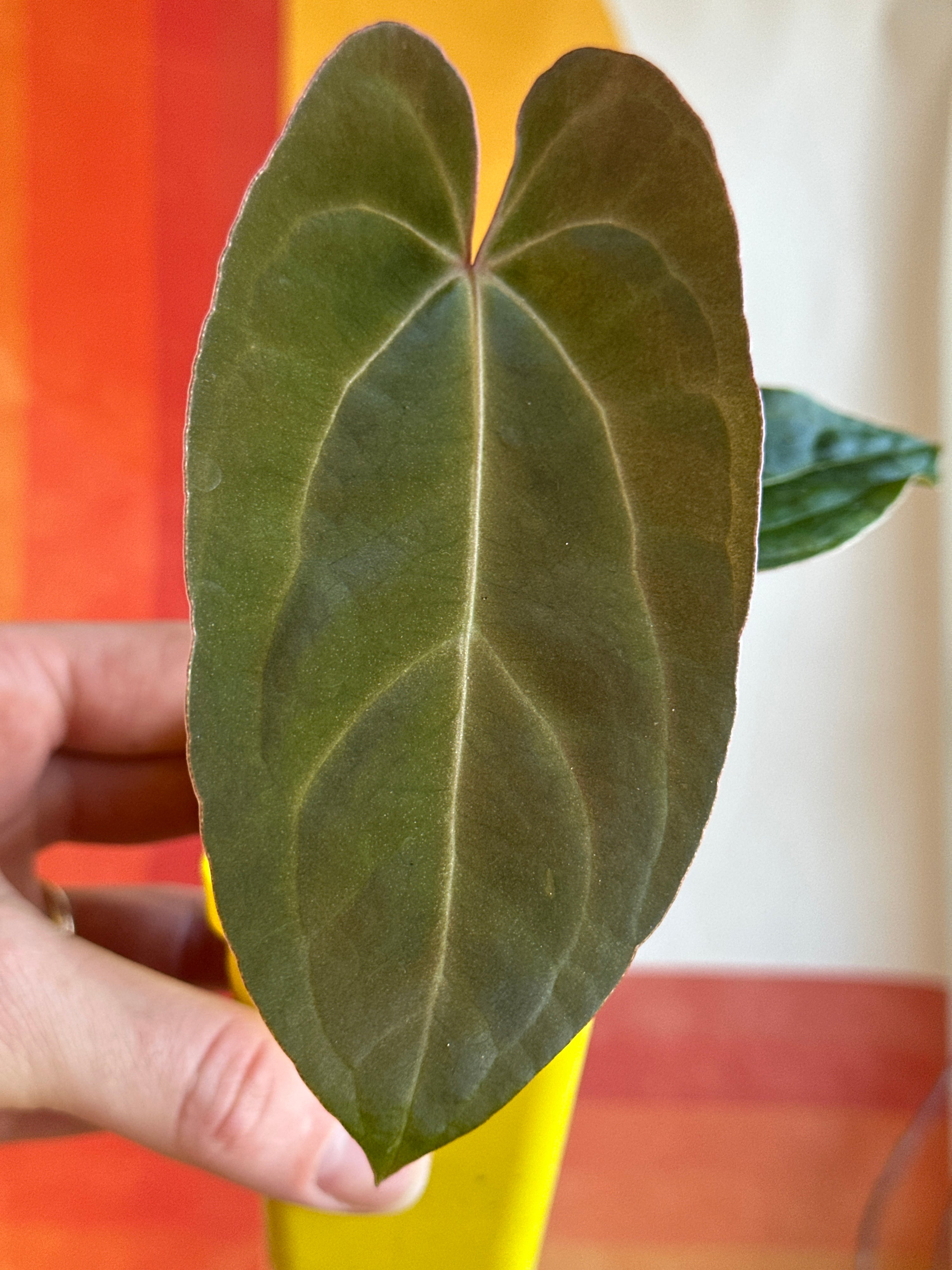 ‘Carlos' x 'Purple Spider' 128