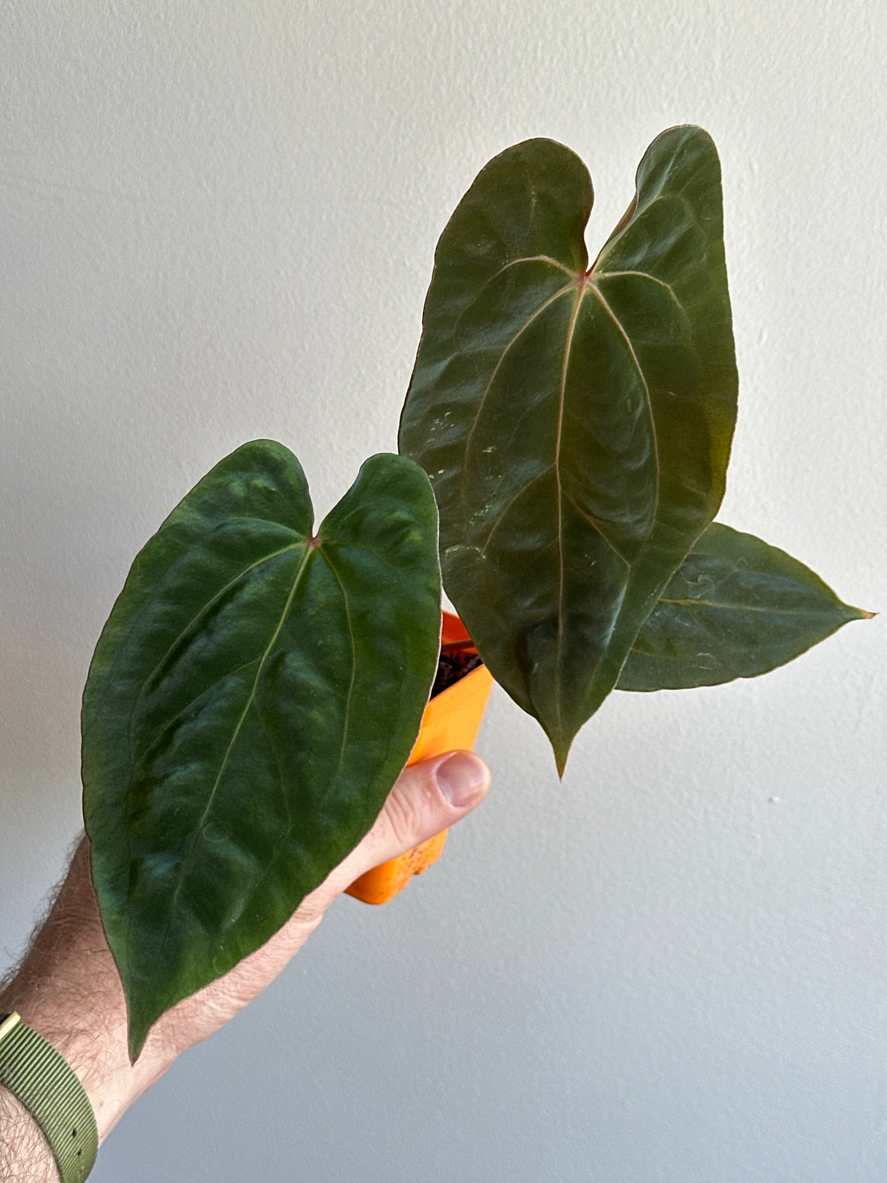 ‘Carlos' x 'Purple Spider' 459w (mechanical damage)