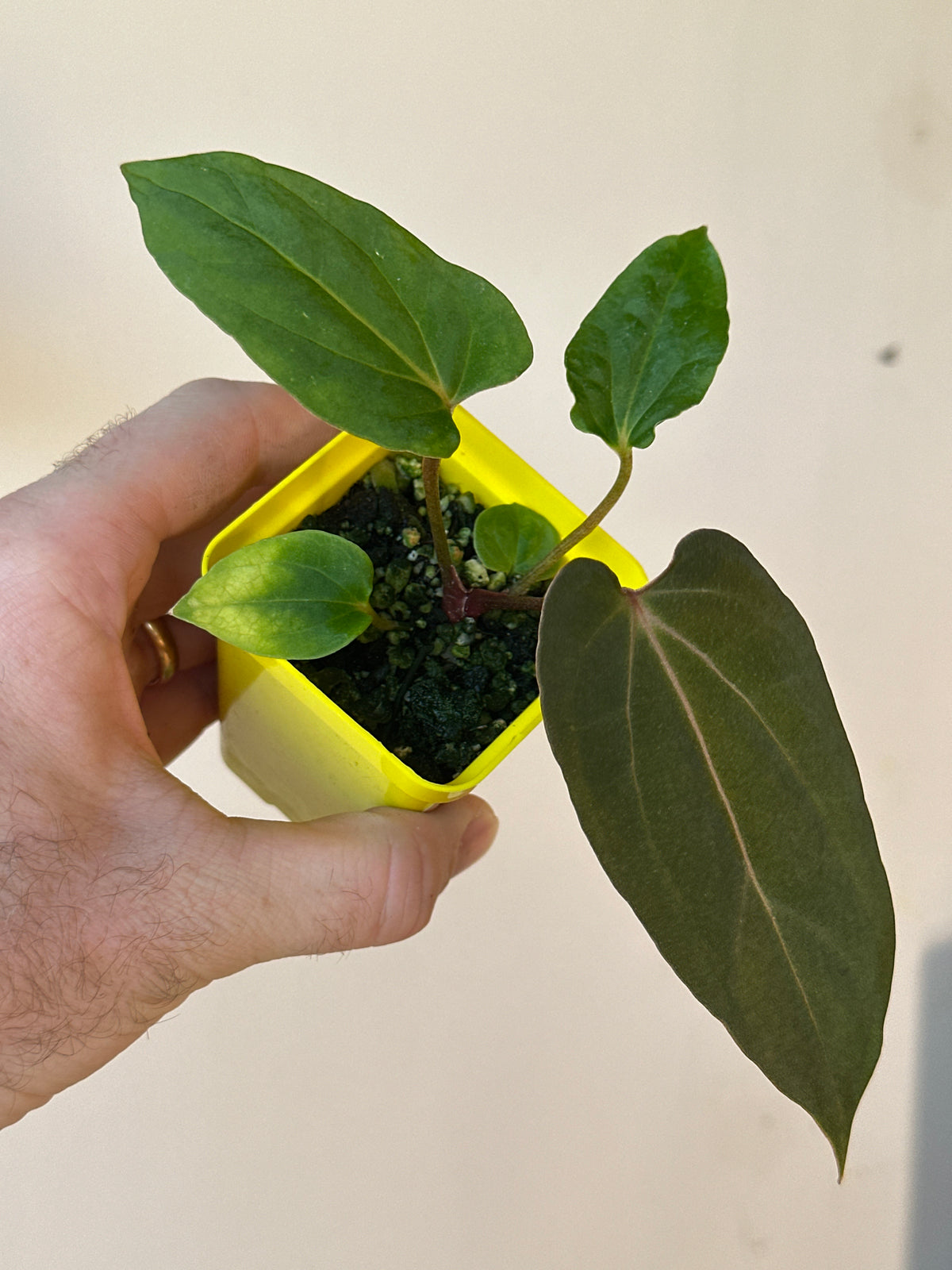 'Carlito' x ‘Carlita’ 232w