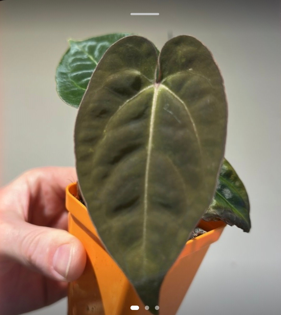 ‘Carlos' x 'Purple Spider' 173