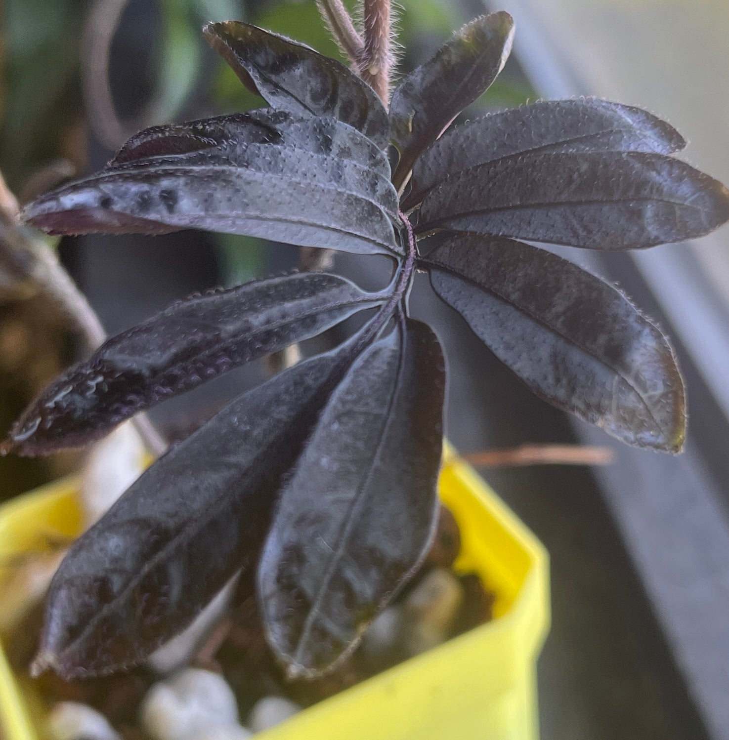 Solanum uleanum -  2 plant starter pot GROWER’S CHOICE
