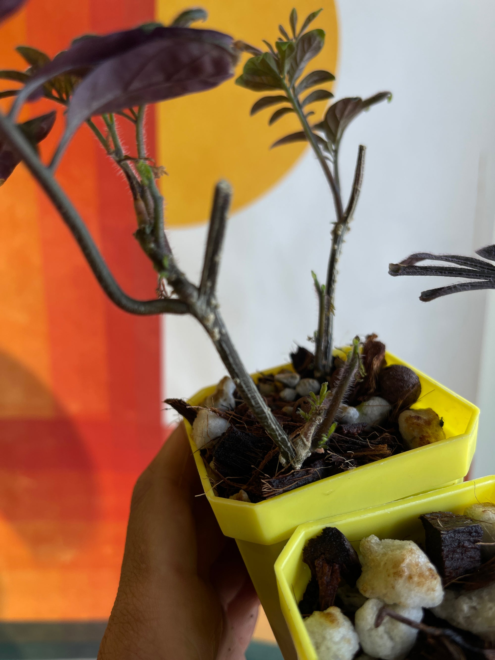 Solanum uleanum -  2 plant starter pot GROWER’S CHOICE