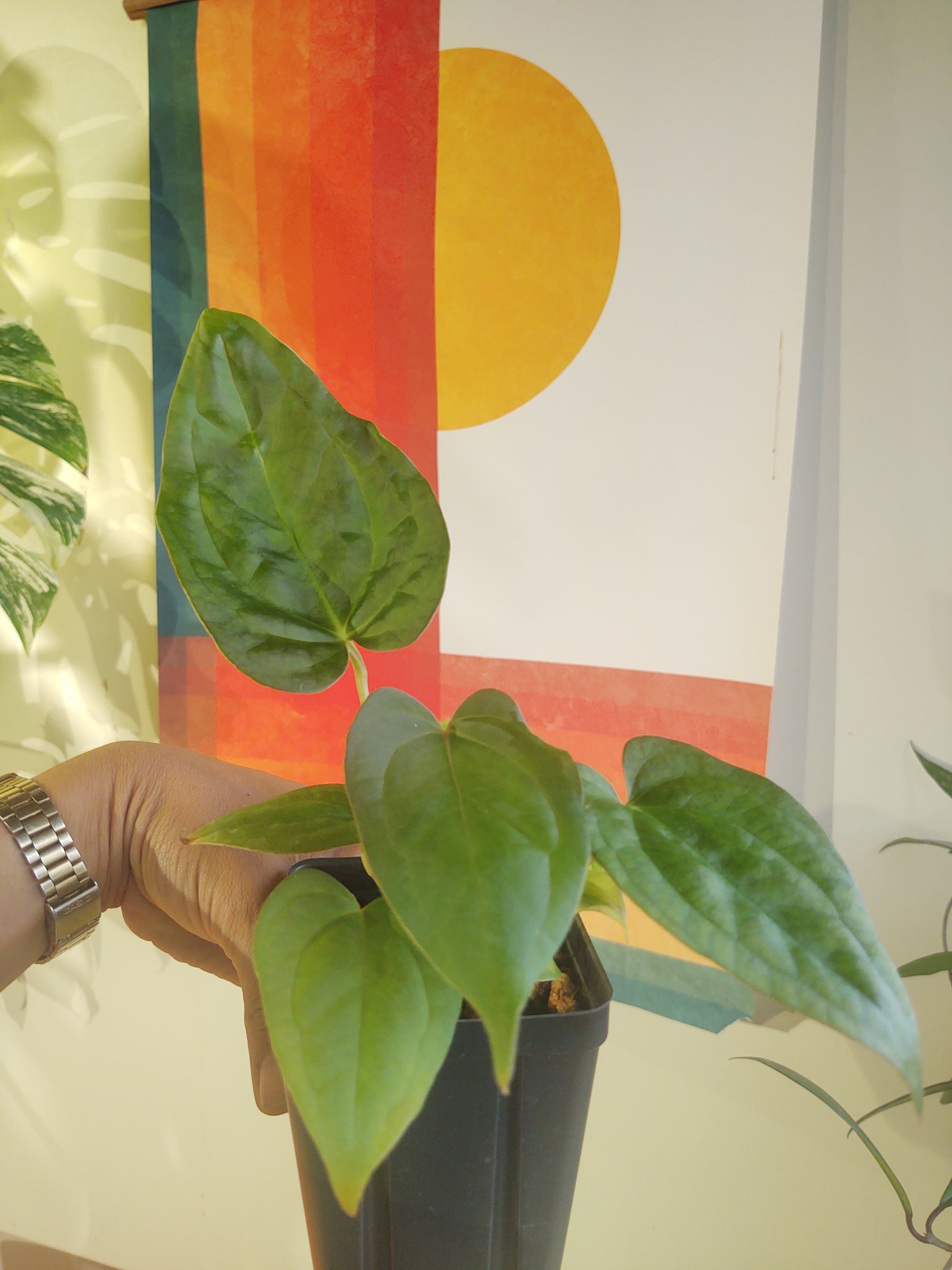 2 plants in 1 (mag  x lux) x papi 6