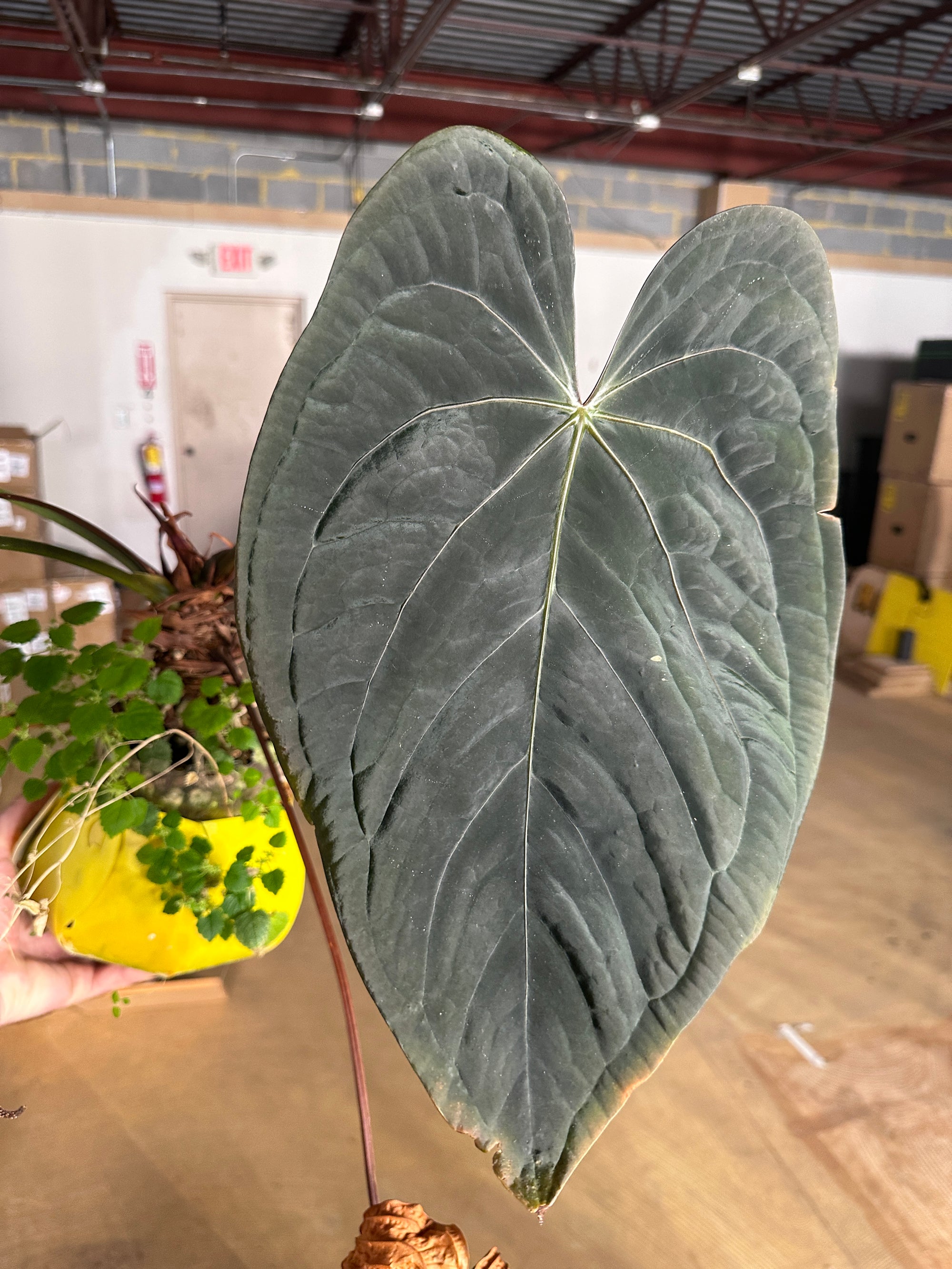 ‘Ace of Purps' x [(mag x lux) x papi ‘RL x FS’] 1w