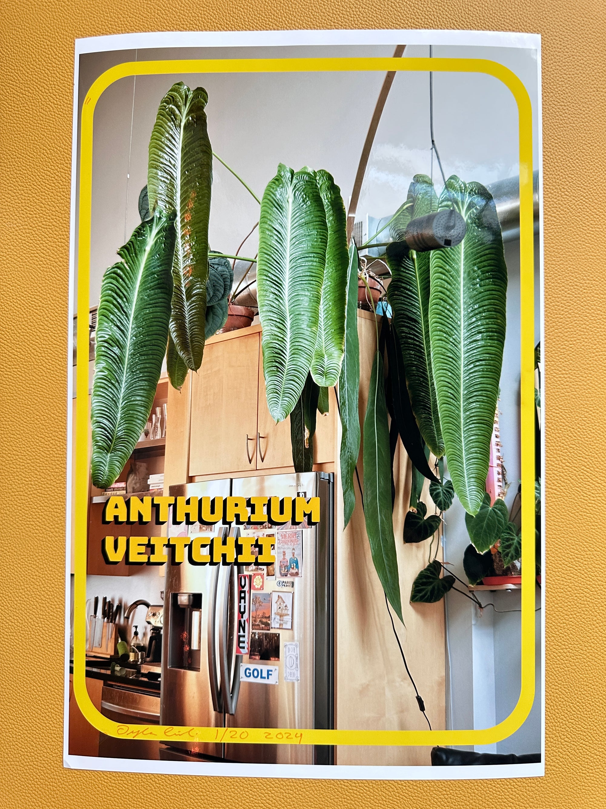 Anthurium veitchii Photo Print