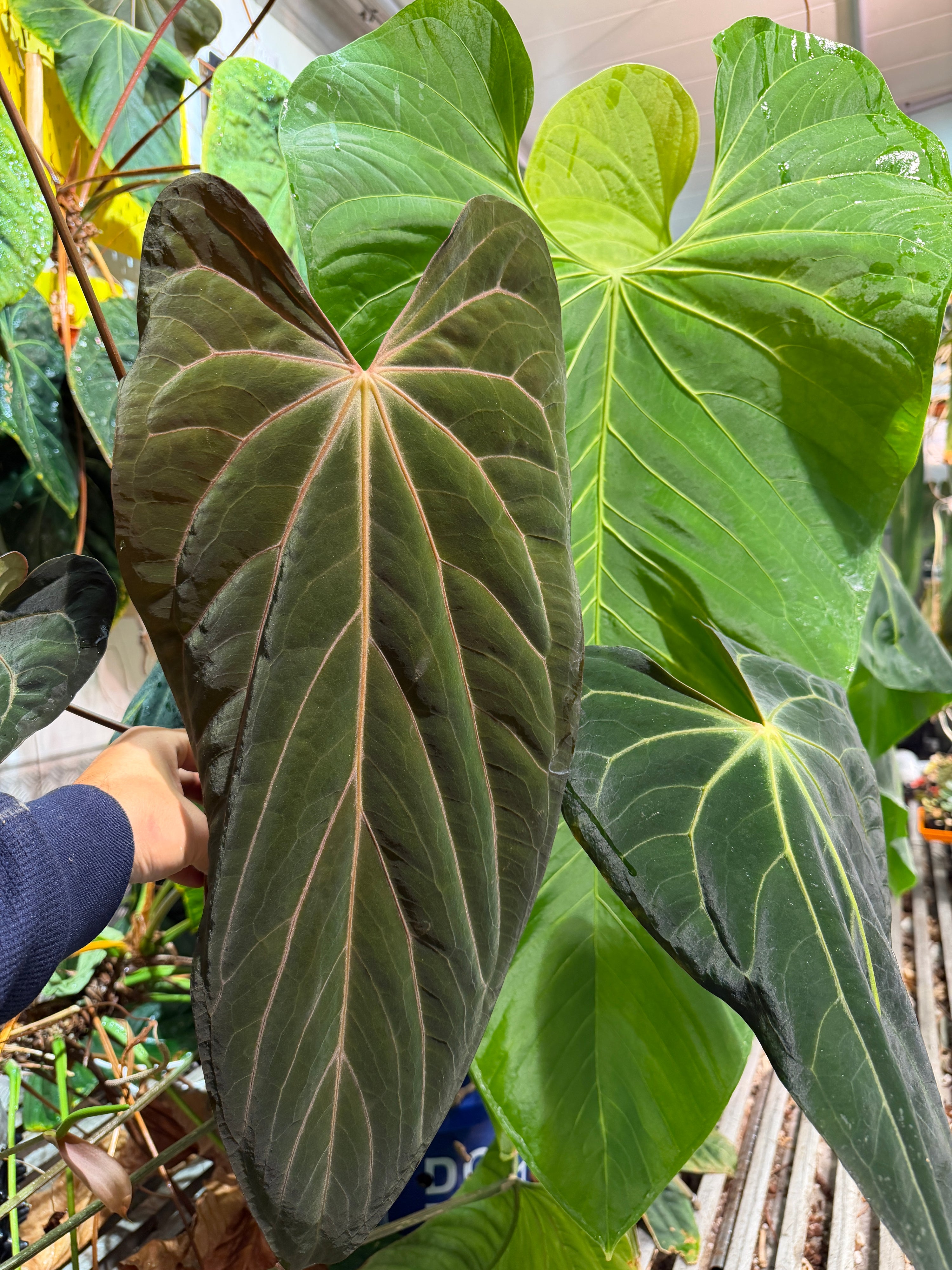 'Purple Spider' x 'Carlito' 2